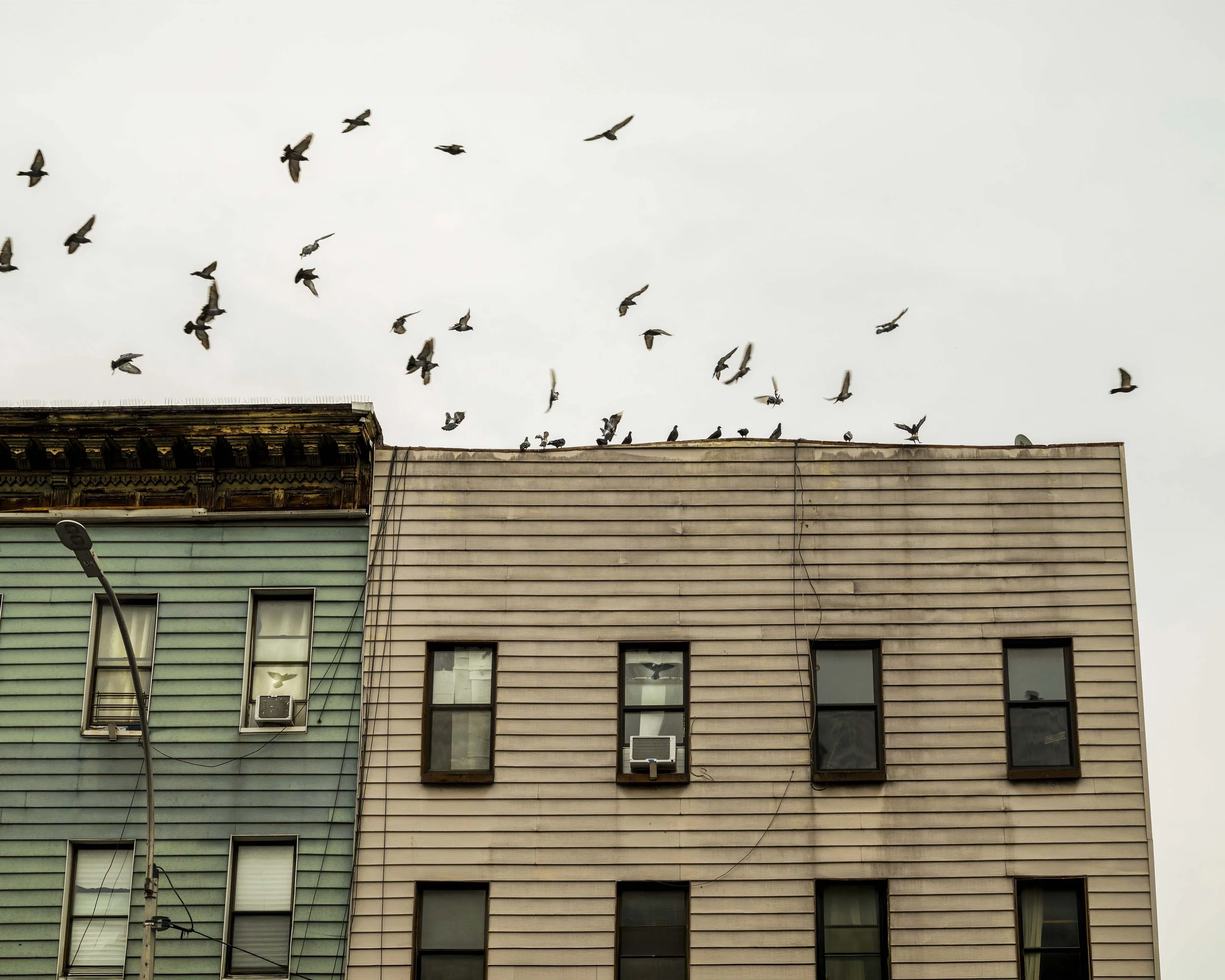 Birds In Brooklyn - Simone Donado