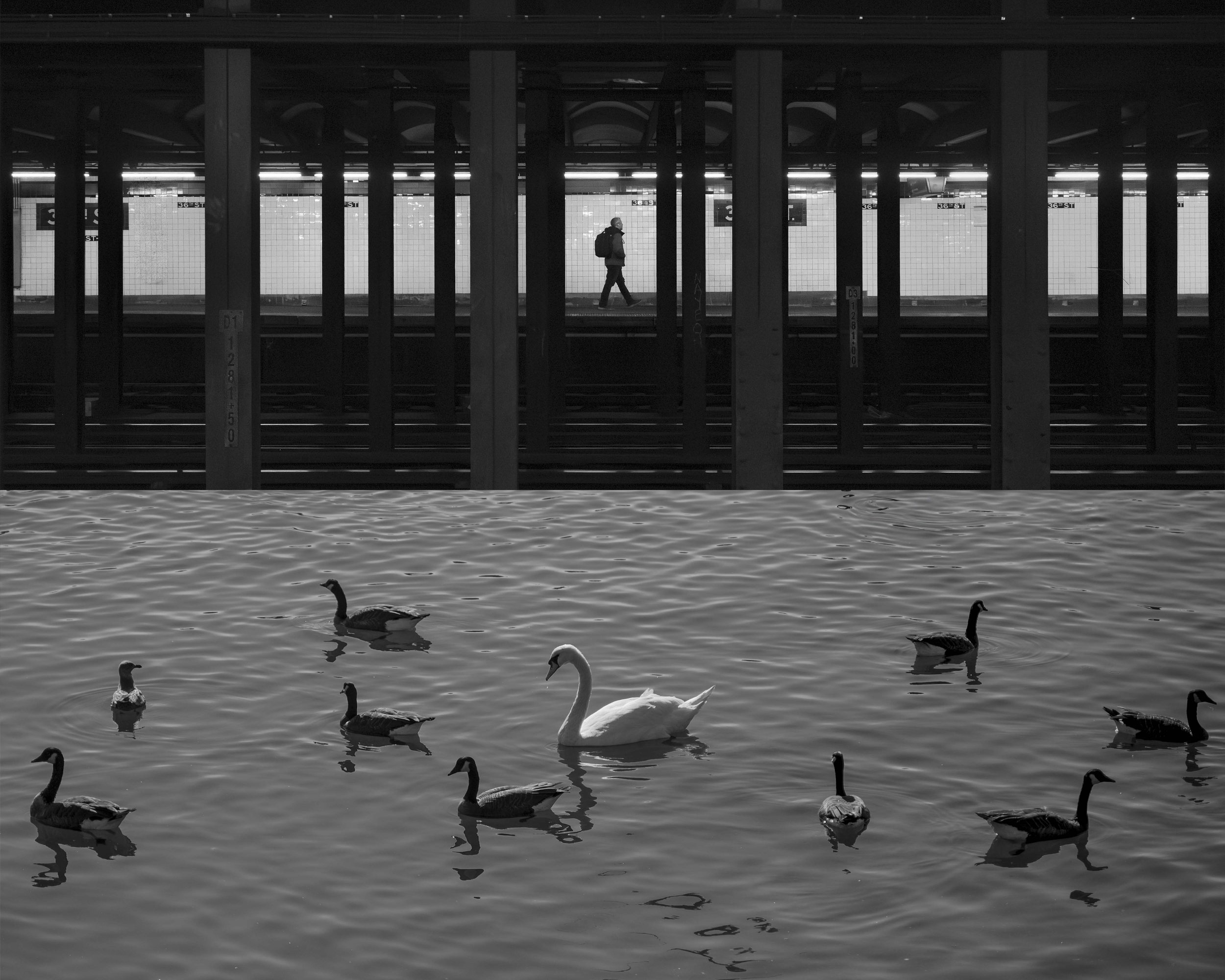 180 Black Swan - Jiwon Ahn