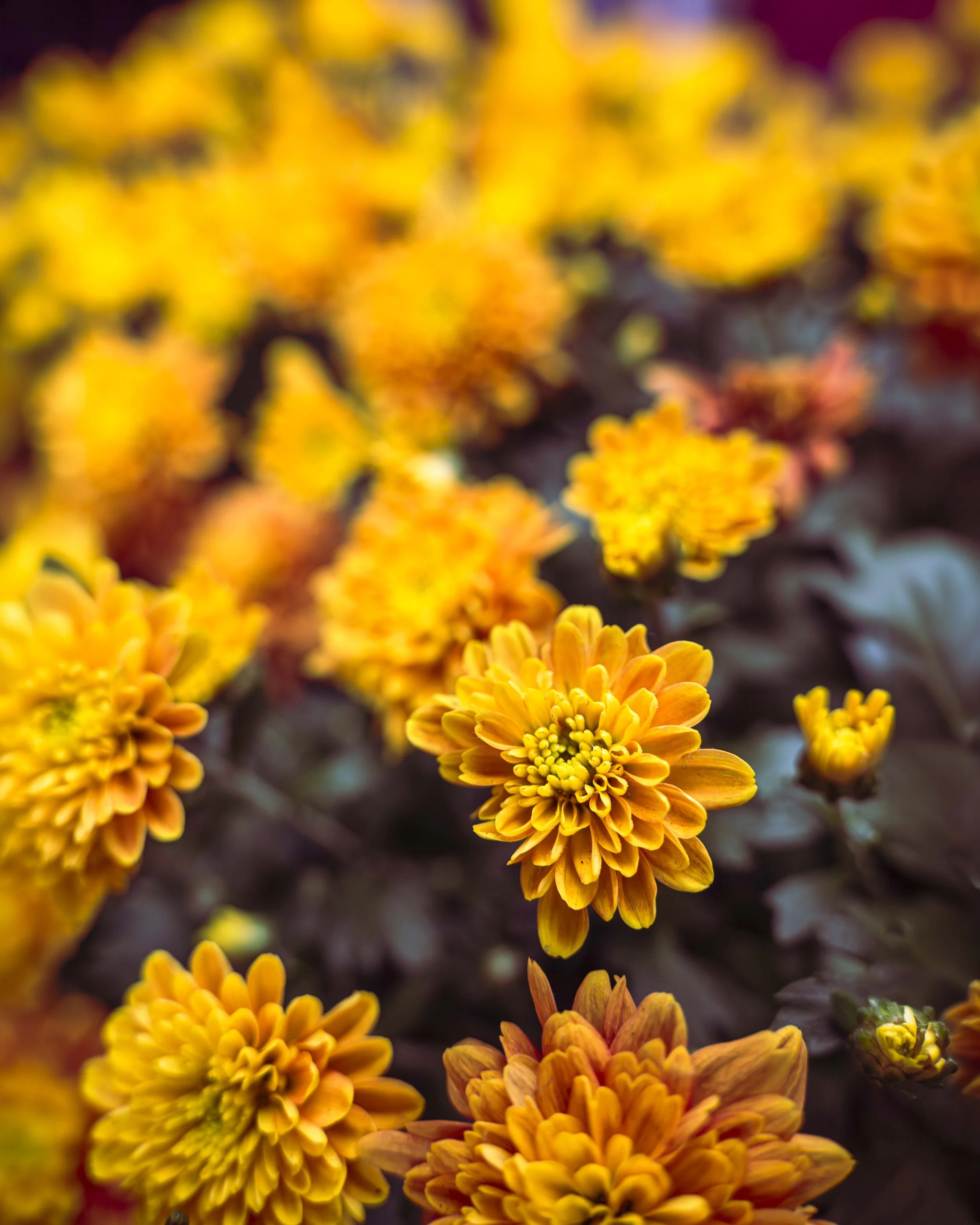 Yellowness - Phyu Mon