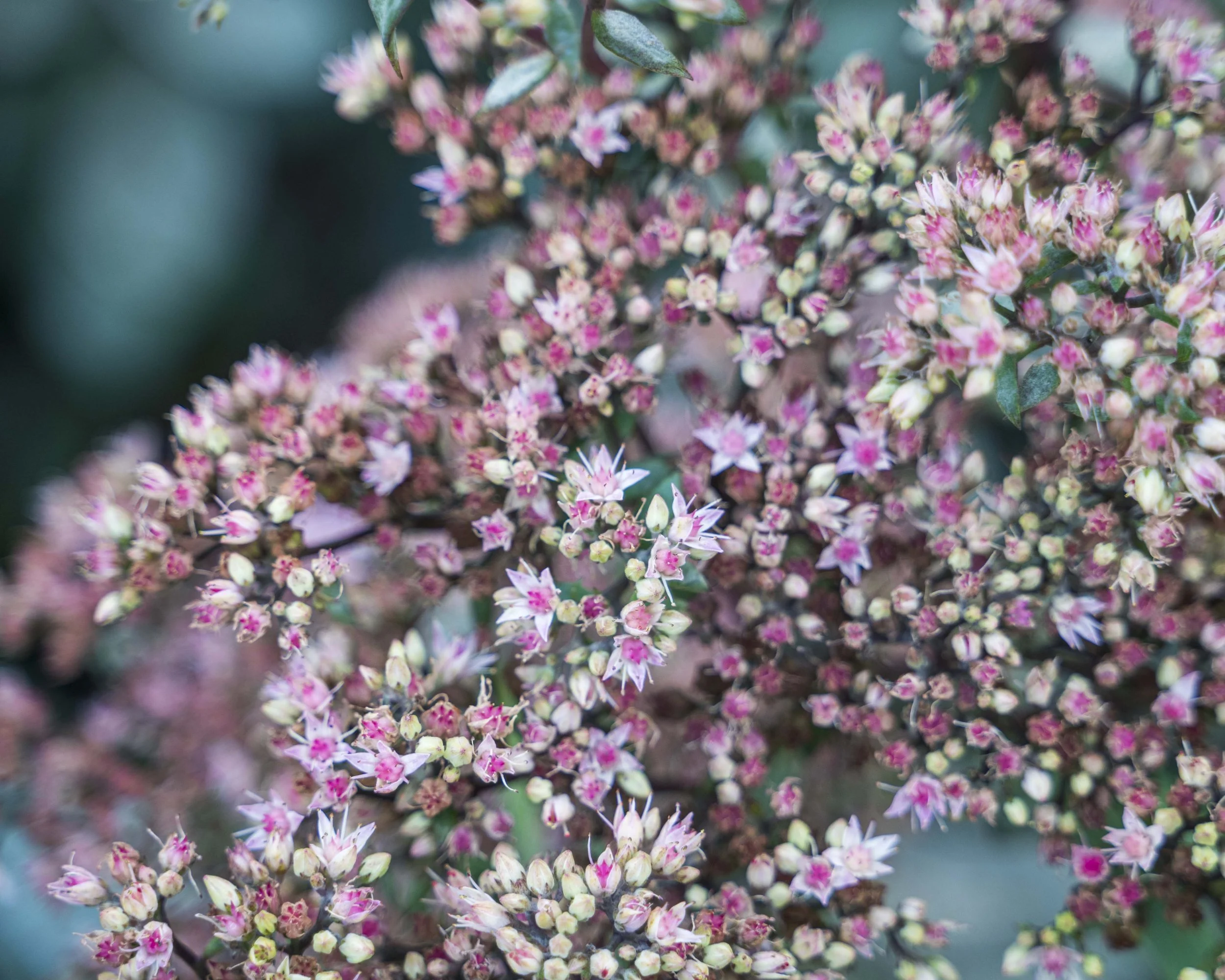 Flowers - Amalia Gold