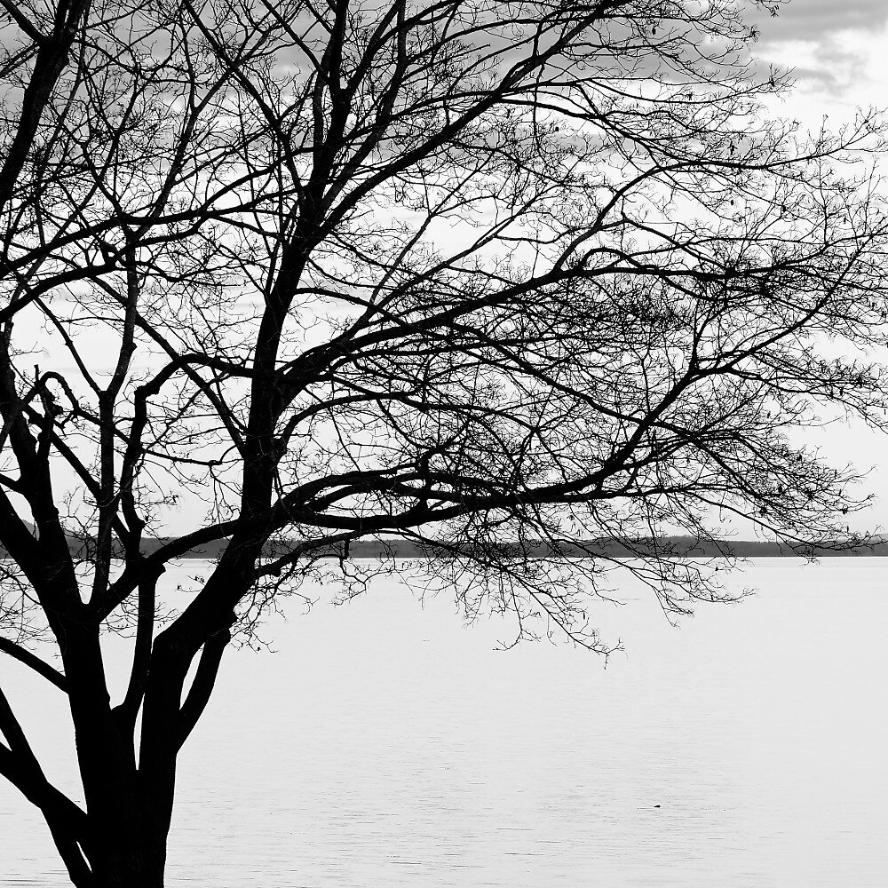 Tree. Maine, 2015.

