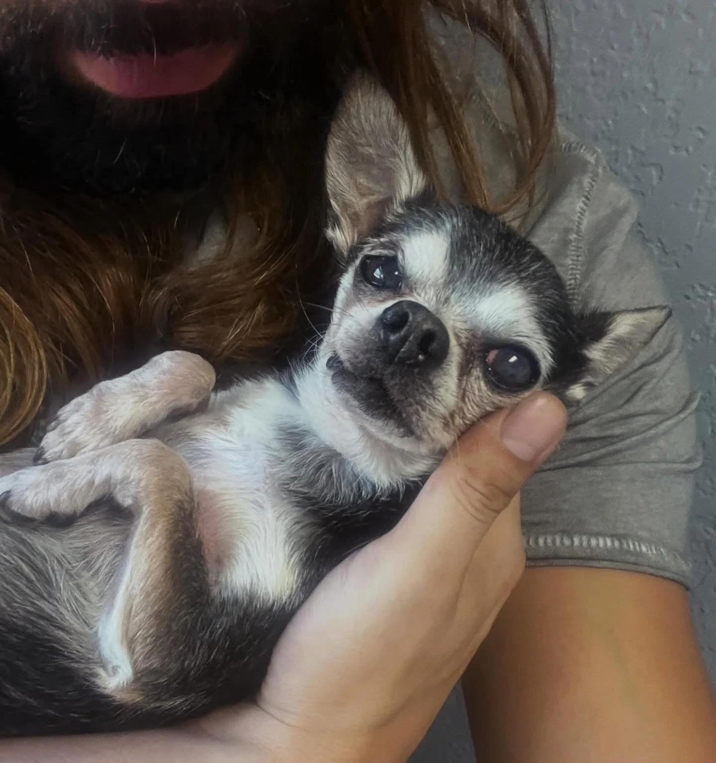 Happy Monday, from this little cheesy bean 🐾