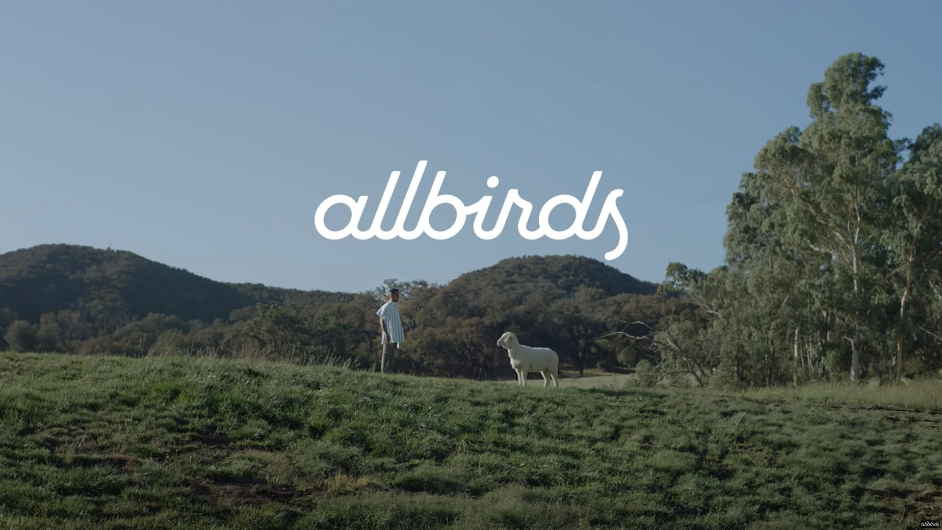 Allbirds | Sheep Meeting