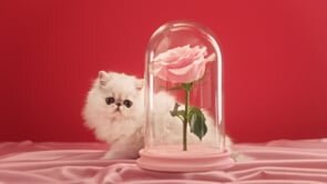 Love Wellness | Love Your Vulva