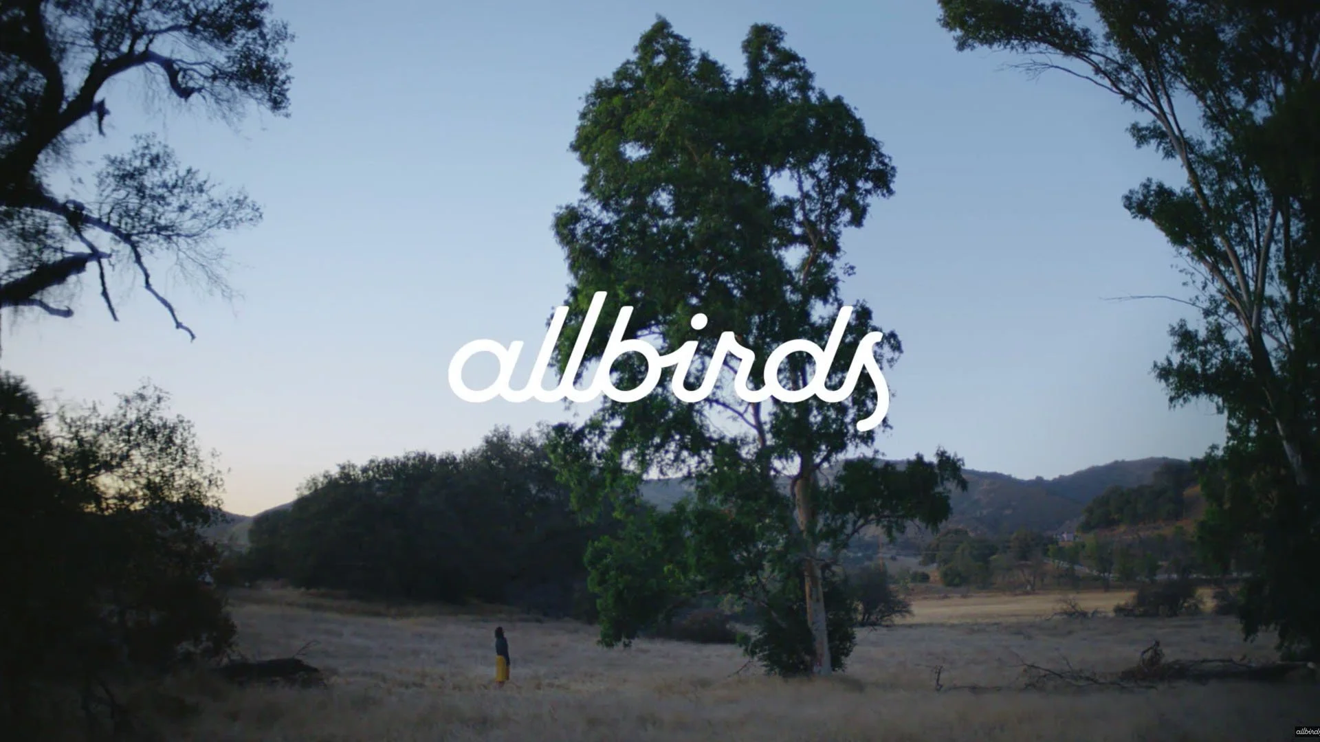 Allbirds Tree.jpg