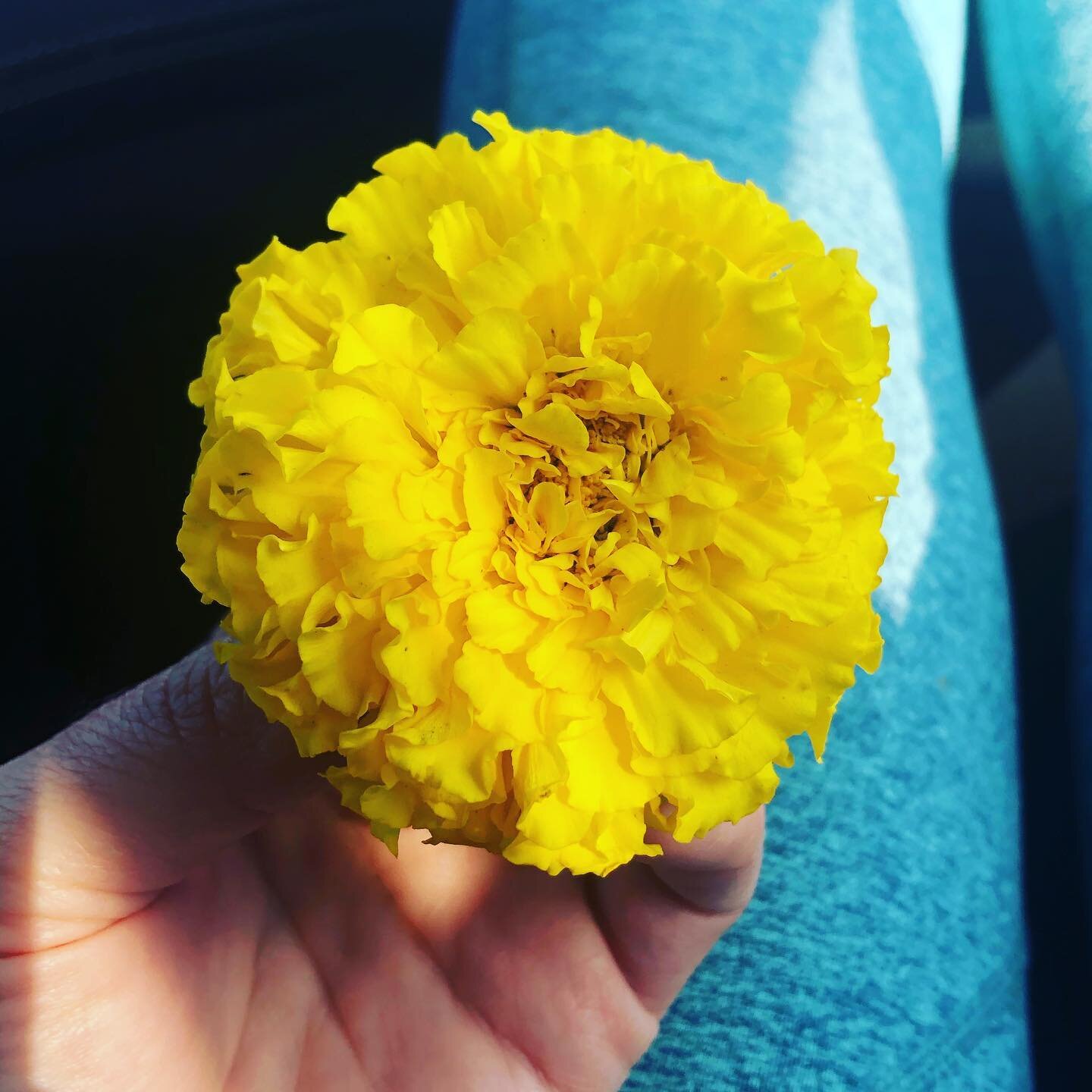 When your 5-year-old picks the sweetest and most beautiful flower for you. 🌸 Mommas - never forget how much you are loved. #cherishedmoments #youareenough  #momlife #youareloved #thelittlemoments #glazeandgrit #glazeandgritpodcast