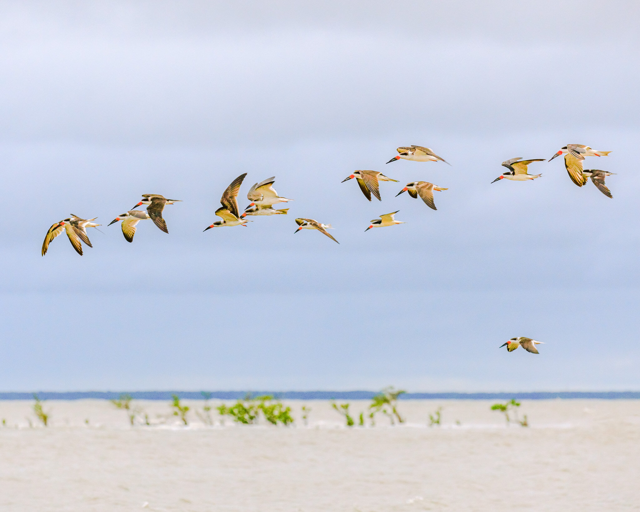 Deixem o Vento nos Guiar / Let the Wind Guide Us