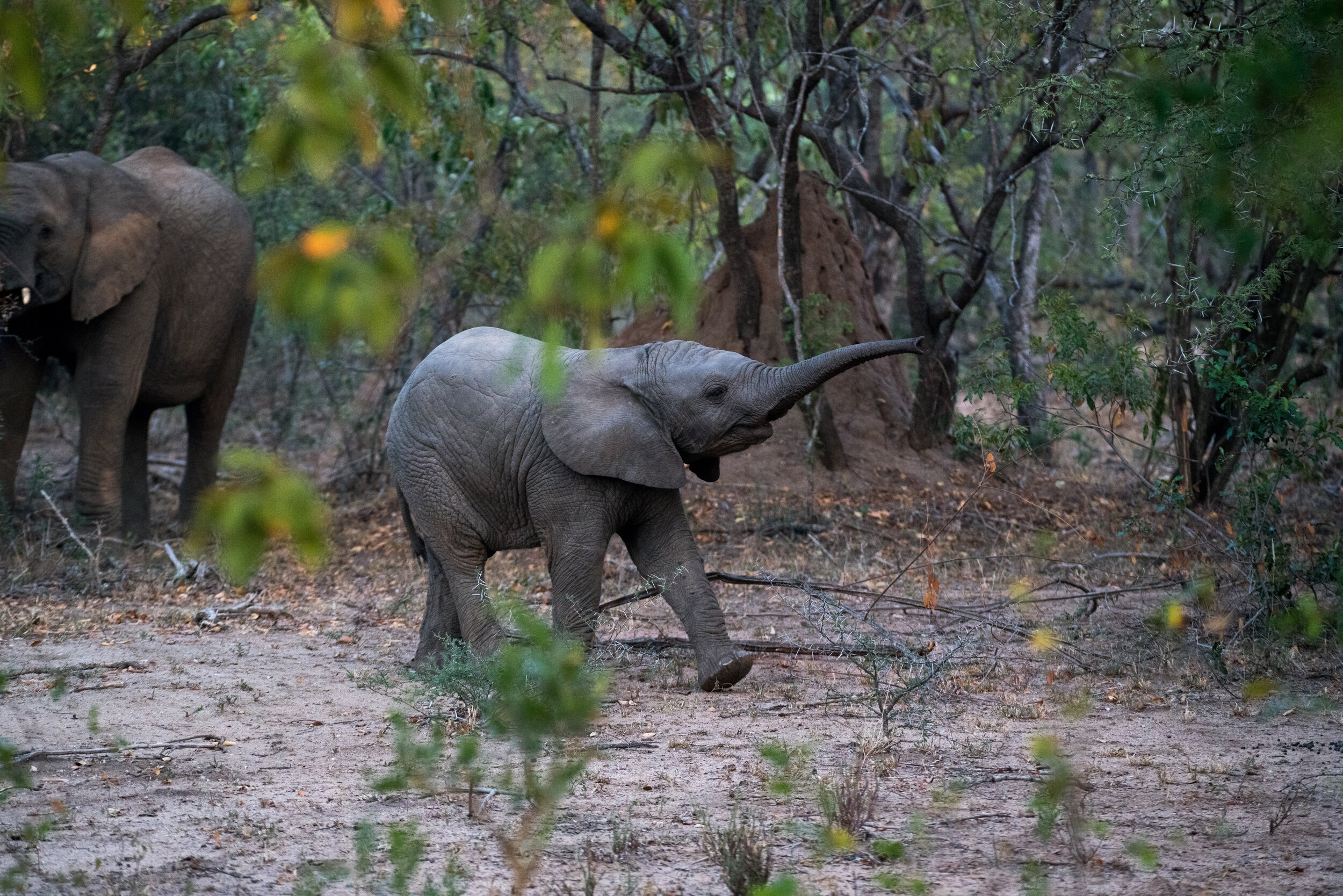 bebé elefante.jpg