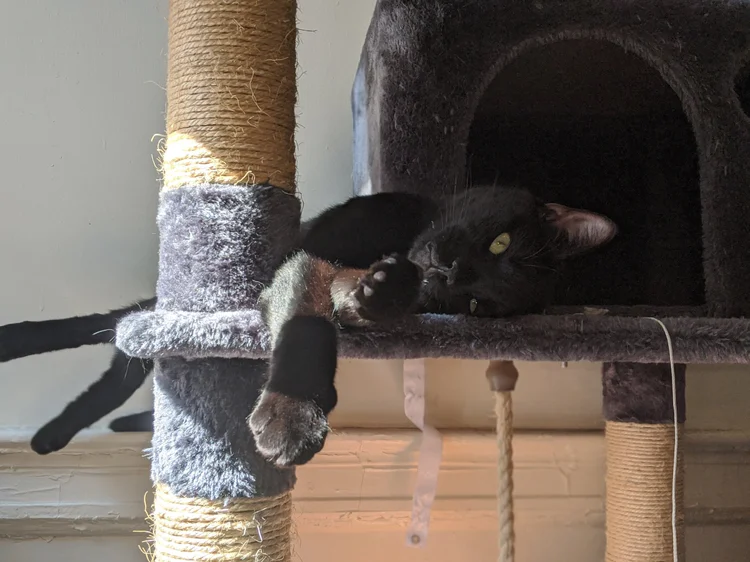 FAQs — Lincoln Terrace Park Cats