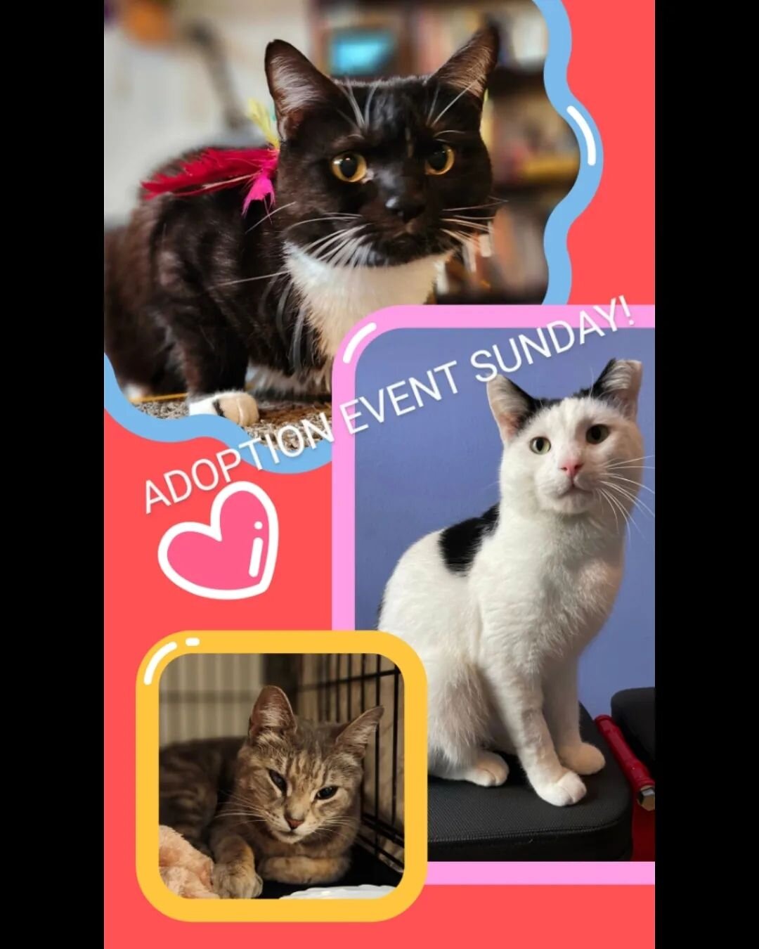 Come meet Joanie, Spin and Charlotte on Sunday at @oceanhillcats's adoption event! 46 Rockaway Ave from 12-3!