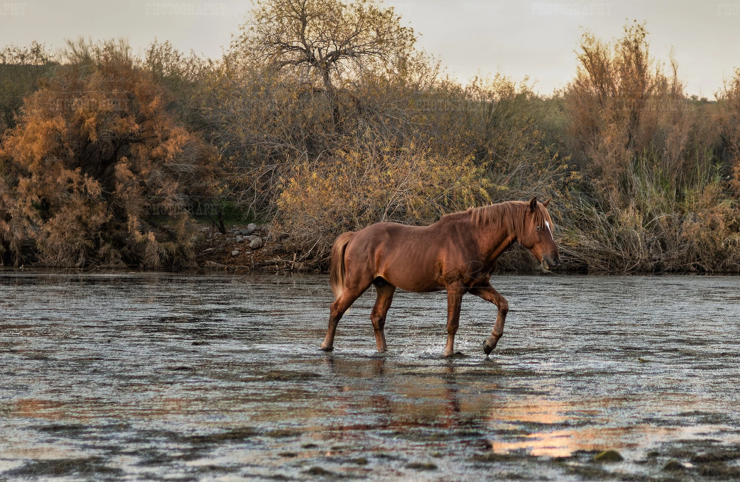 Wild Horse Stallion Crossing Salt River Late Fall