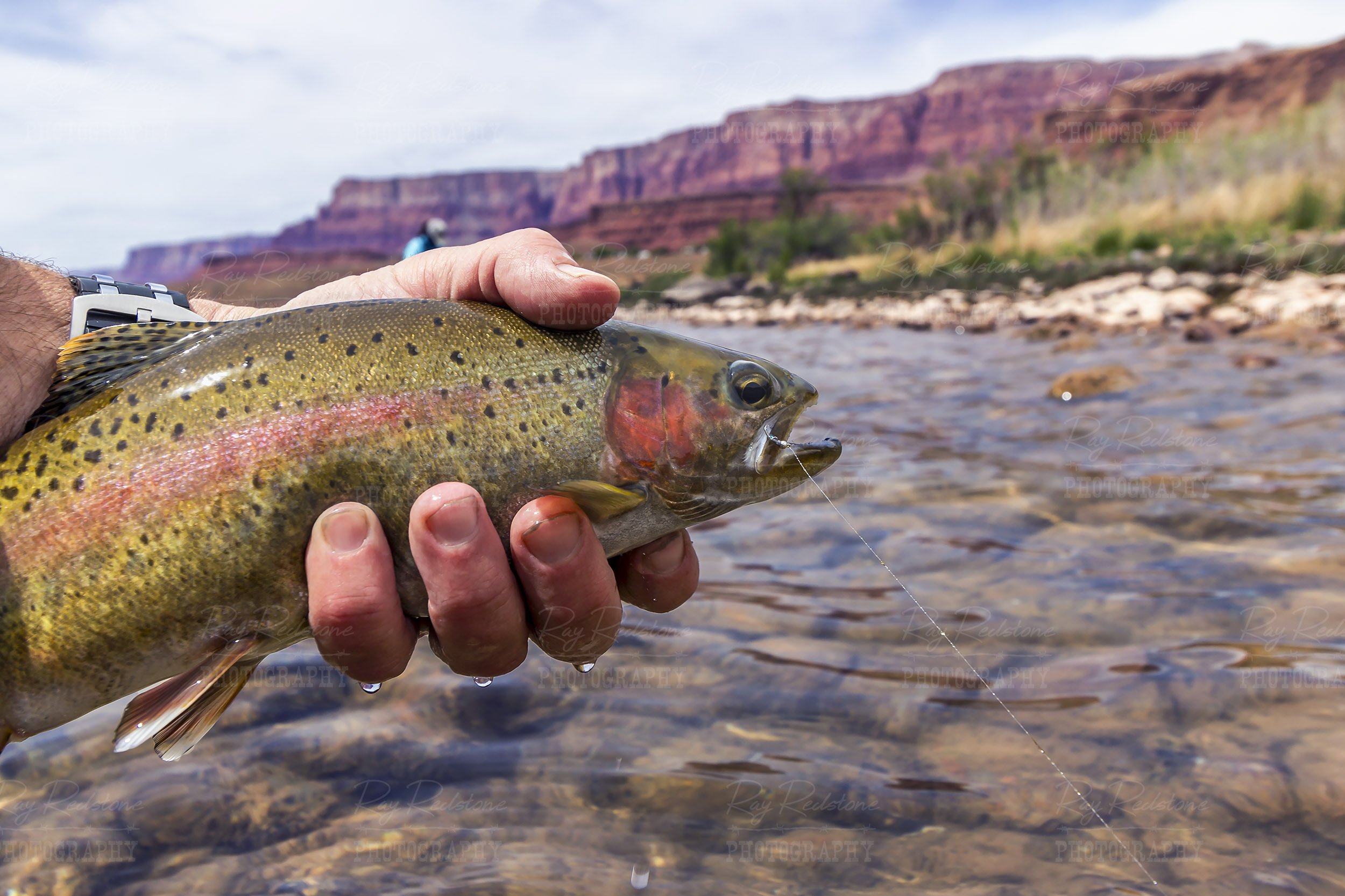 Rainbow Trout In Hand Lees Ferry