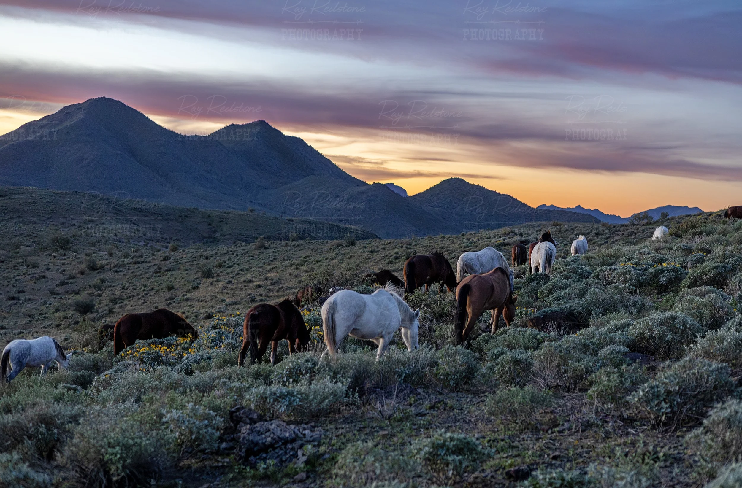 Big Band Of Wild Horses Grazing At Sunrise