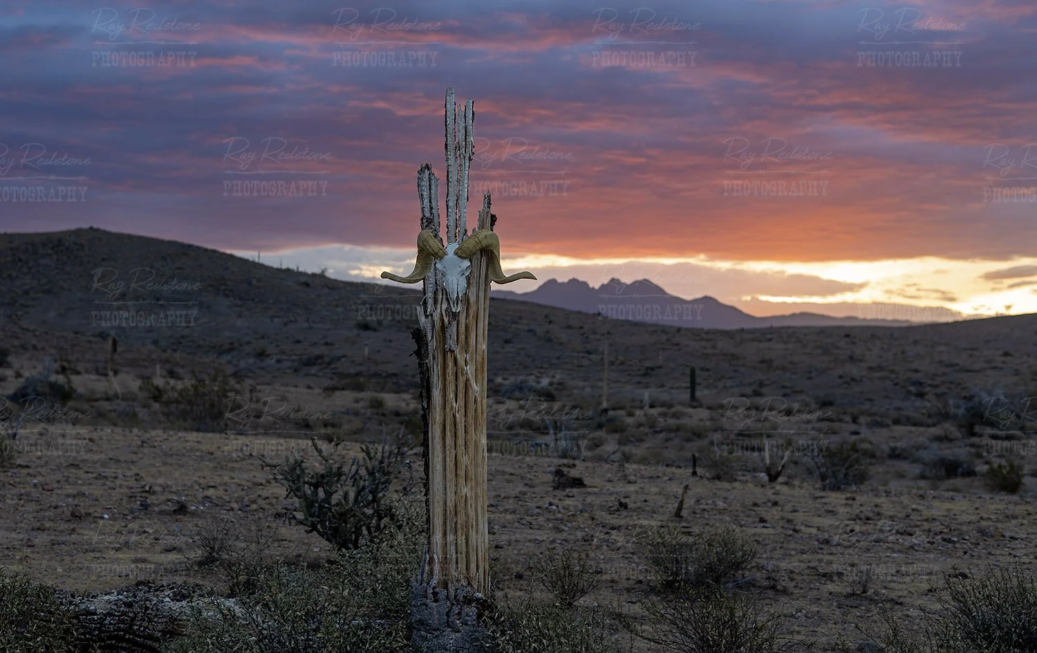 ram-skull-sunrise-0S8A3123-1500wm.jpg