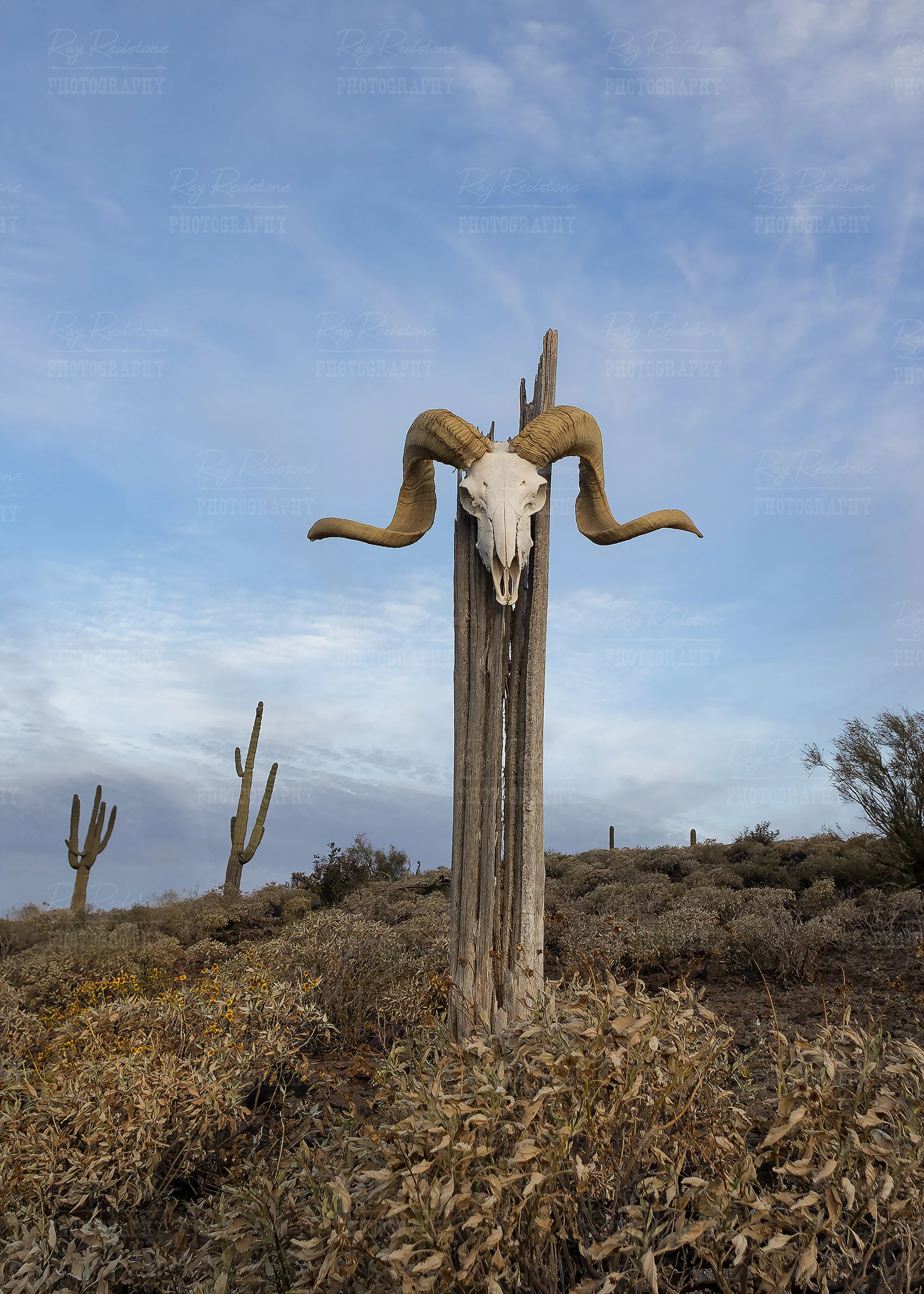 Desert Bighorn Ram Skull In Arizona