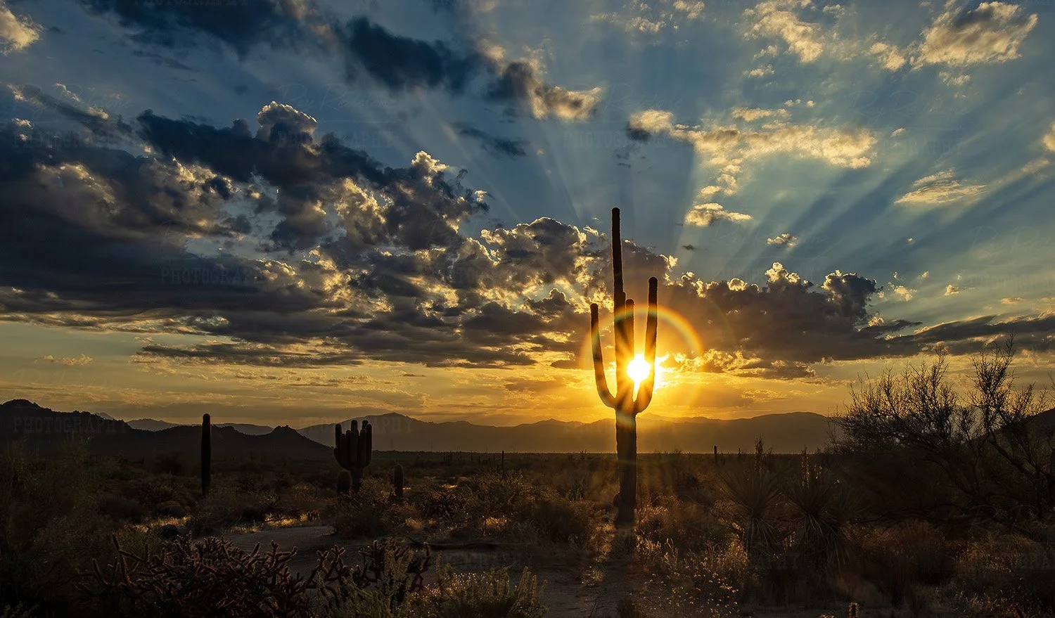 Desert Sunstar Cactus Halo