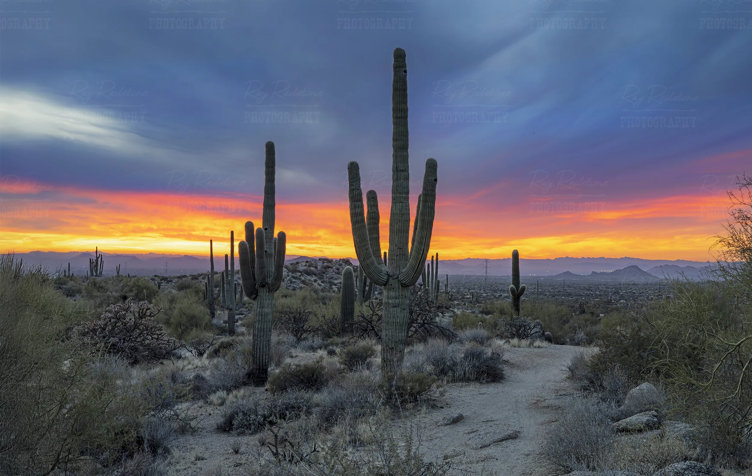 Saguaro Cactus Near Hiking Trail At Sunset Time Arizona