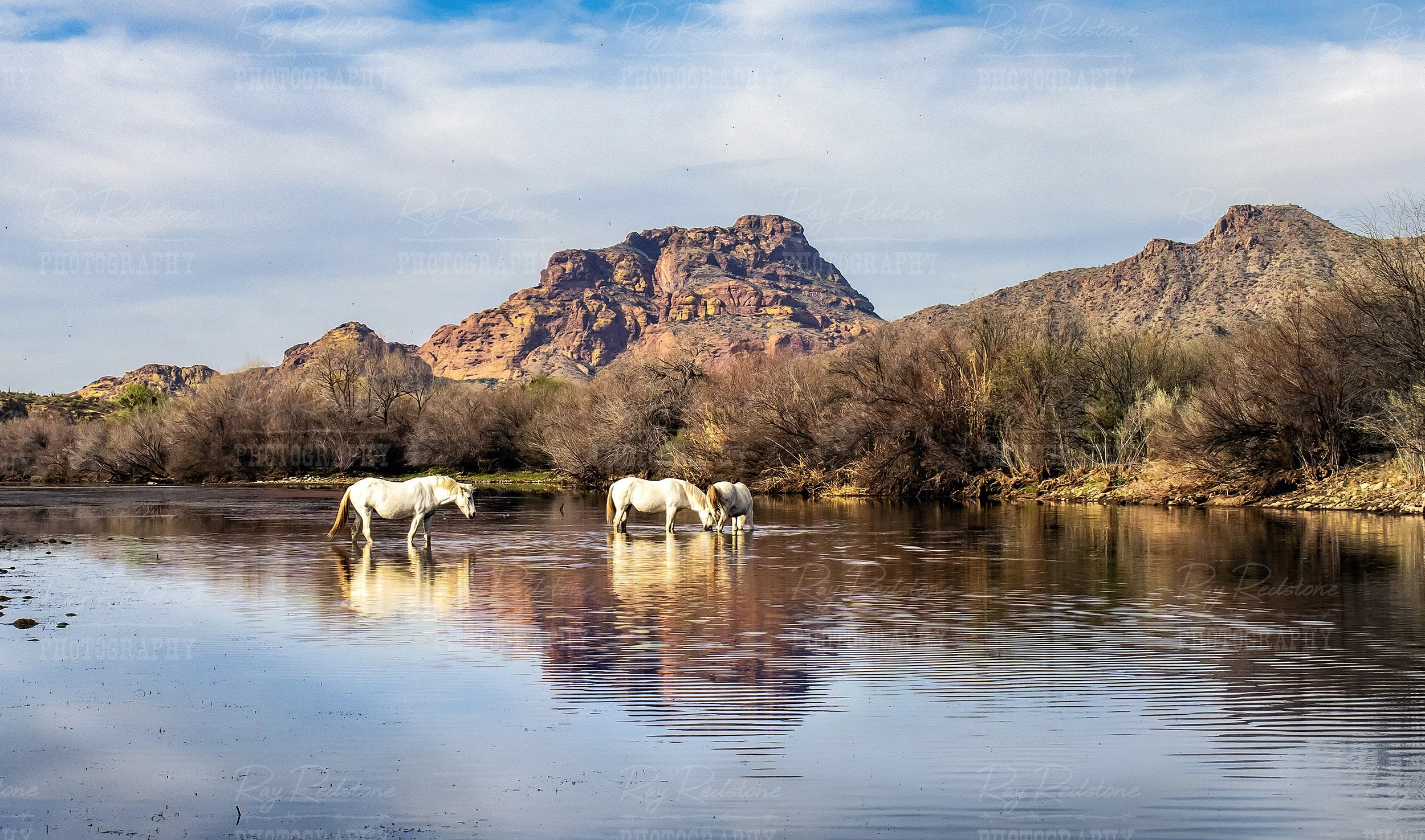 White Wild Horses On The Salt River With Reflection