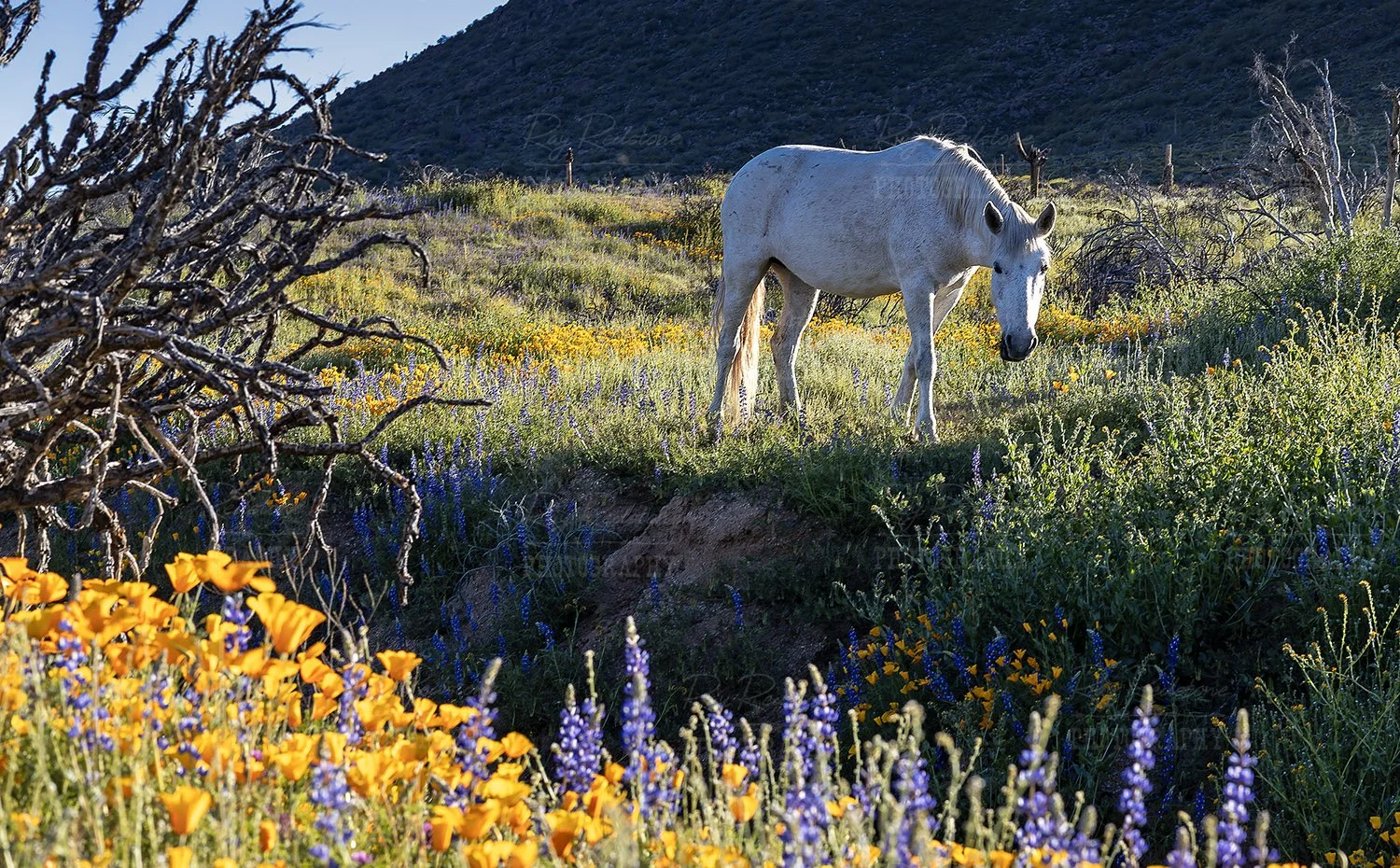 white-horses-wildflowers-0S8A0363-1500-wm.jpg