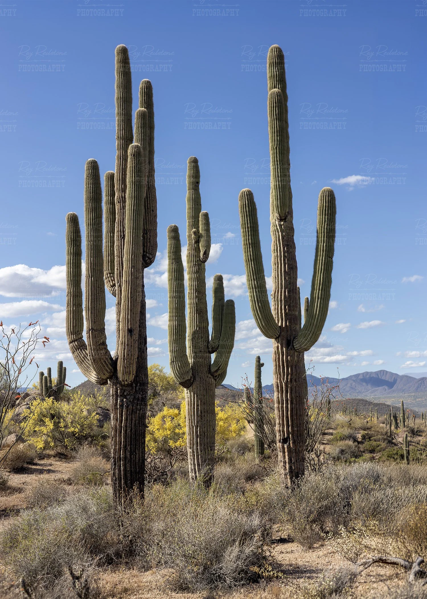Vertical View Cactus Stand