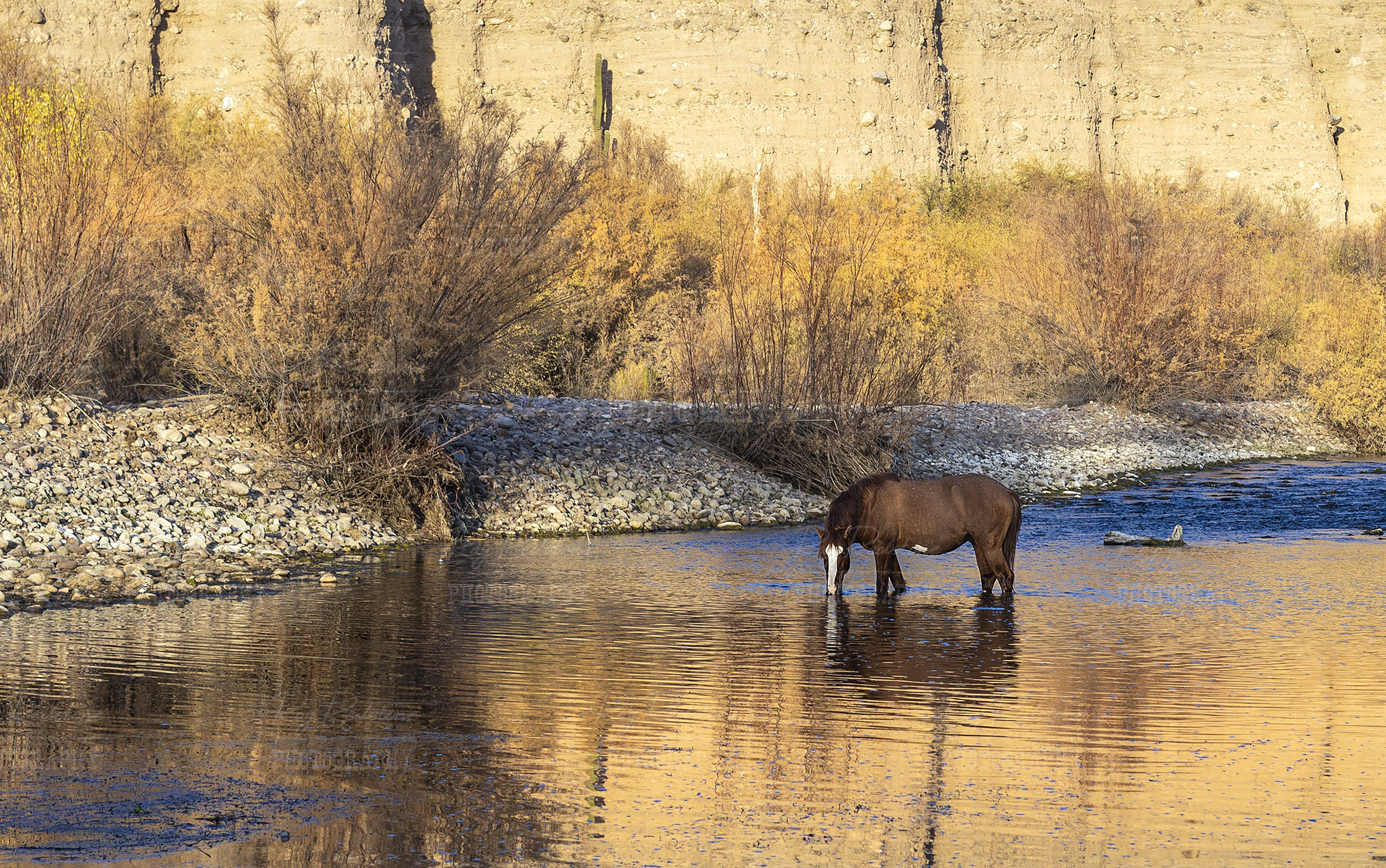 Mustang On The Salt River Late Fall 2024