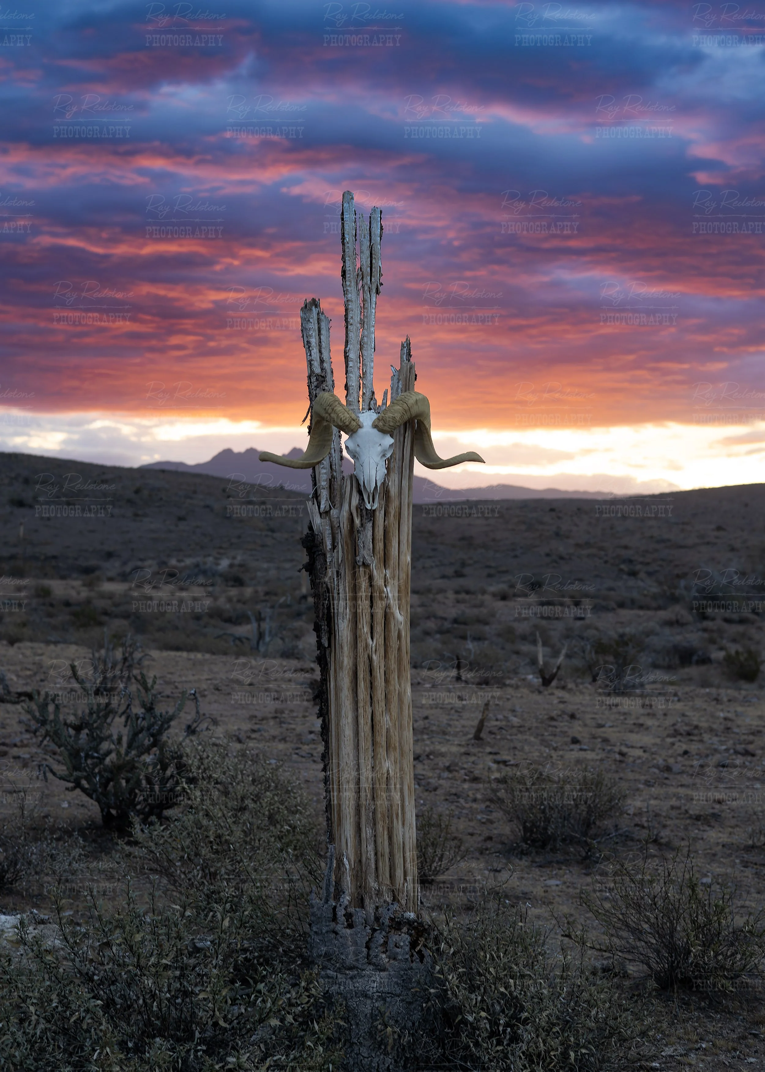 Big Horn Ram Skull At Sunrise In the AZ Desert