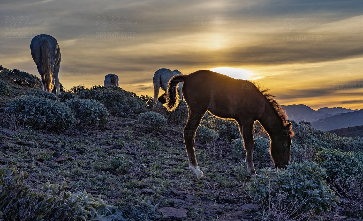 Wild horse Foal, Moonfire