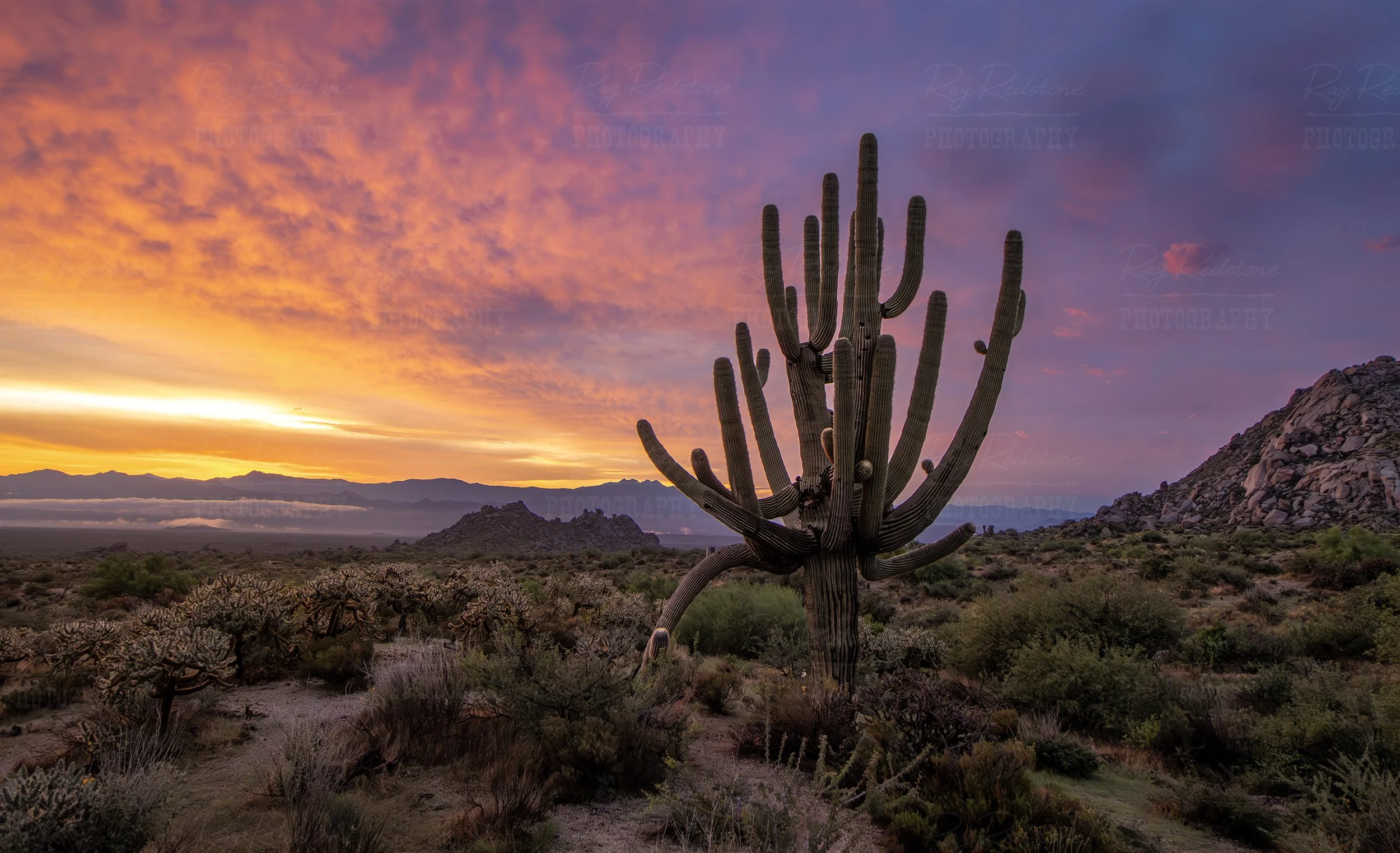 Huge Multi Armed Cactus At Sunrise In Arizona