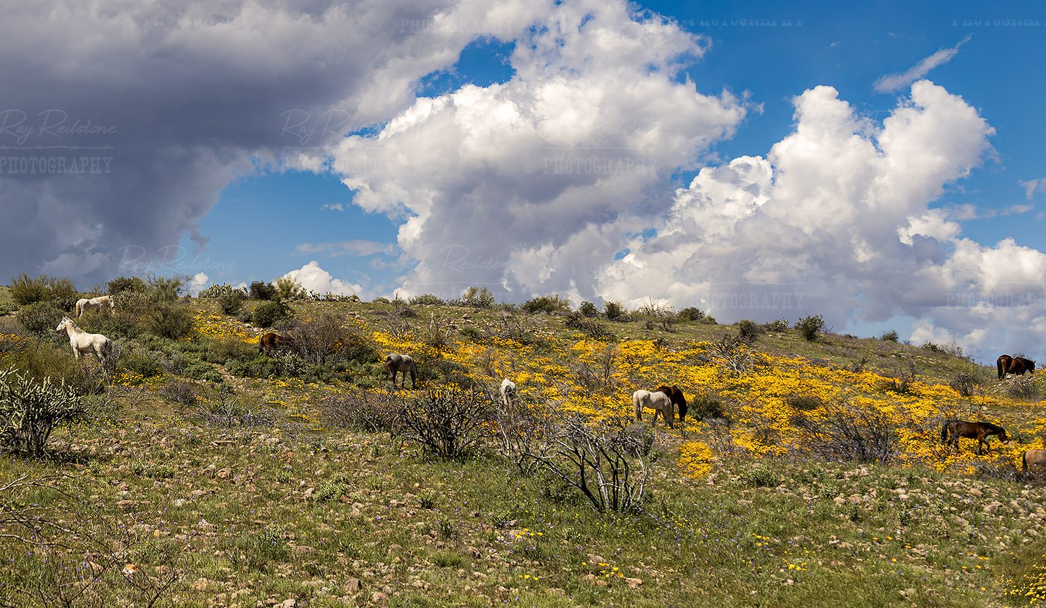 Horses Grazing During Super bloom 2023