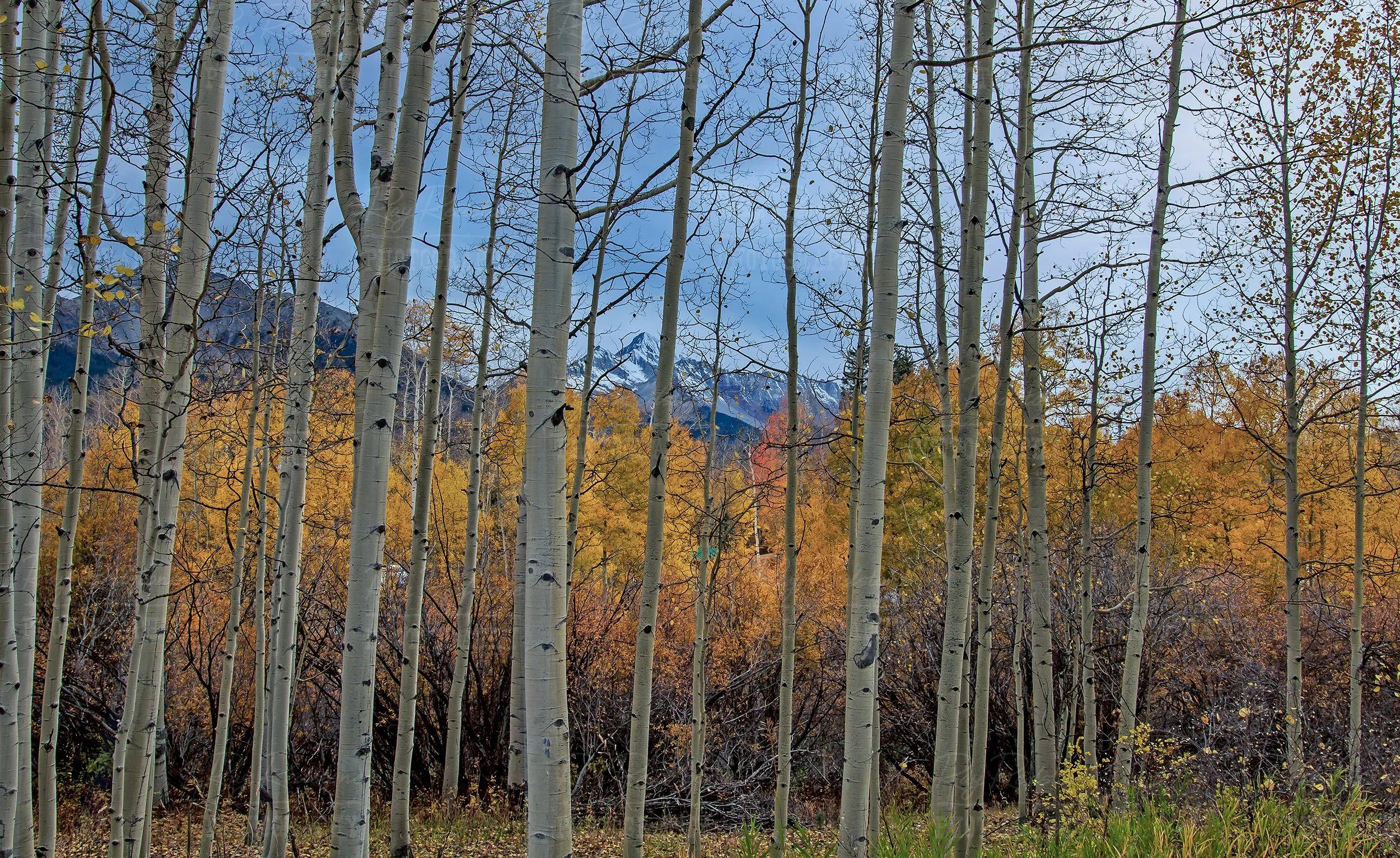 Aspen Trees At Fall Time Near Telluride Colorado