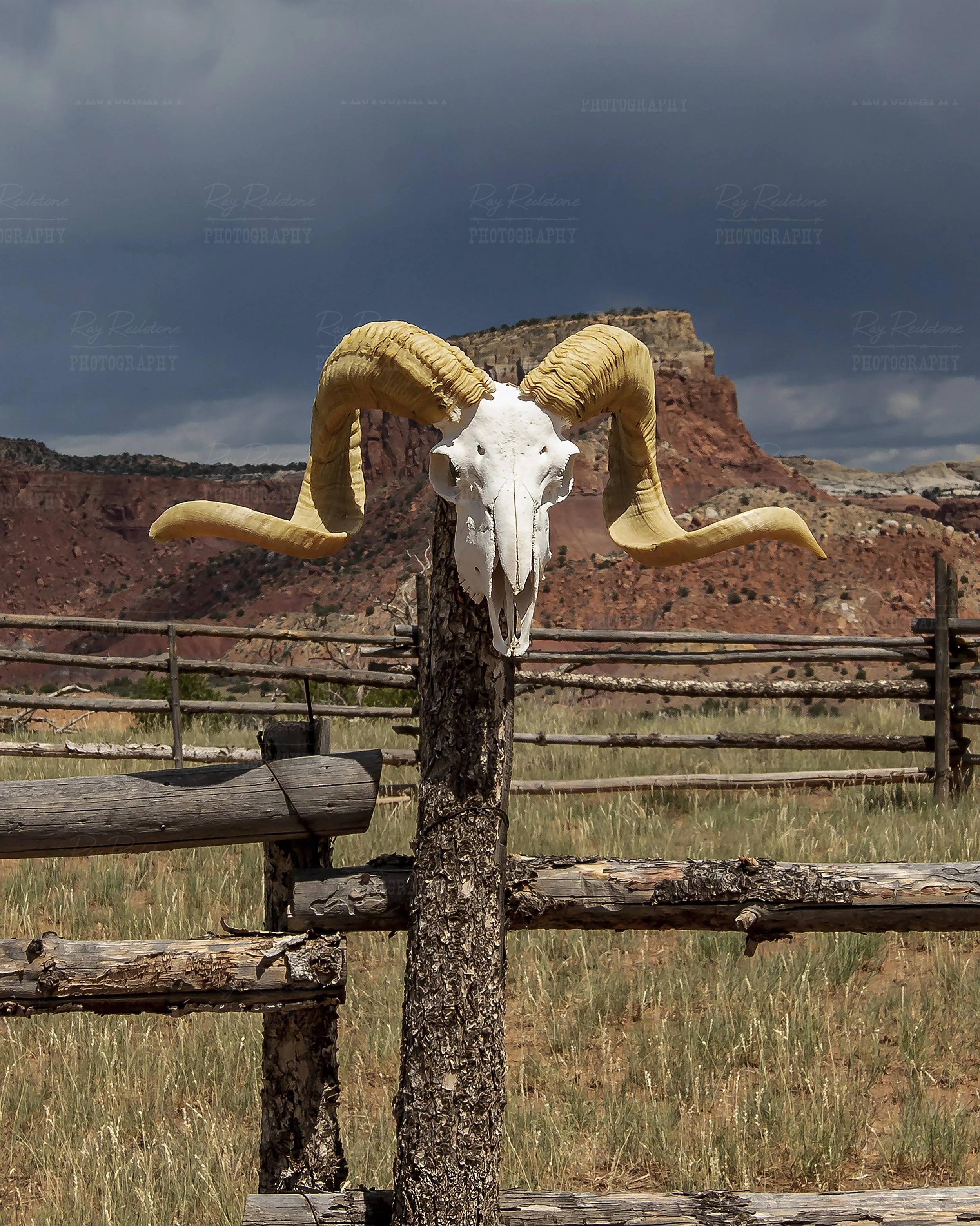 Desert Bighorn Ram Skull in New Mexico Desert