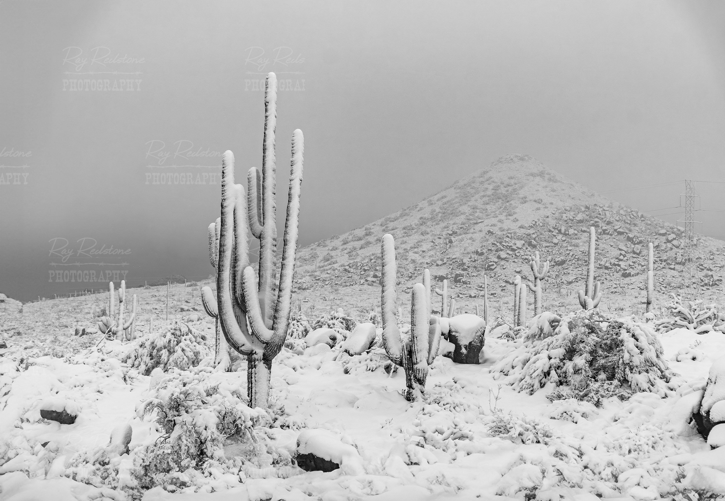 Black & White Image Of Snow Covered Arizona Desert Landscape