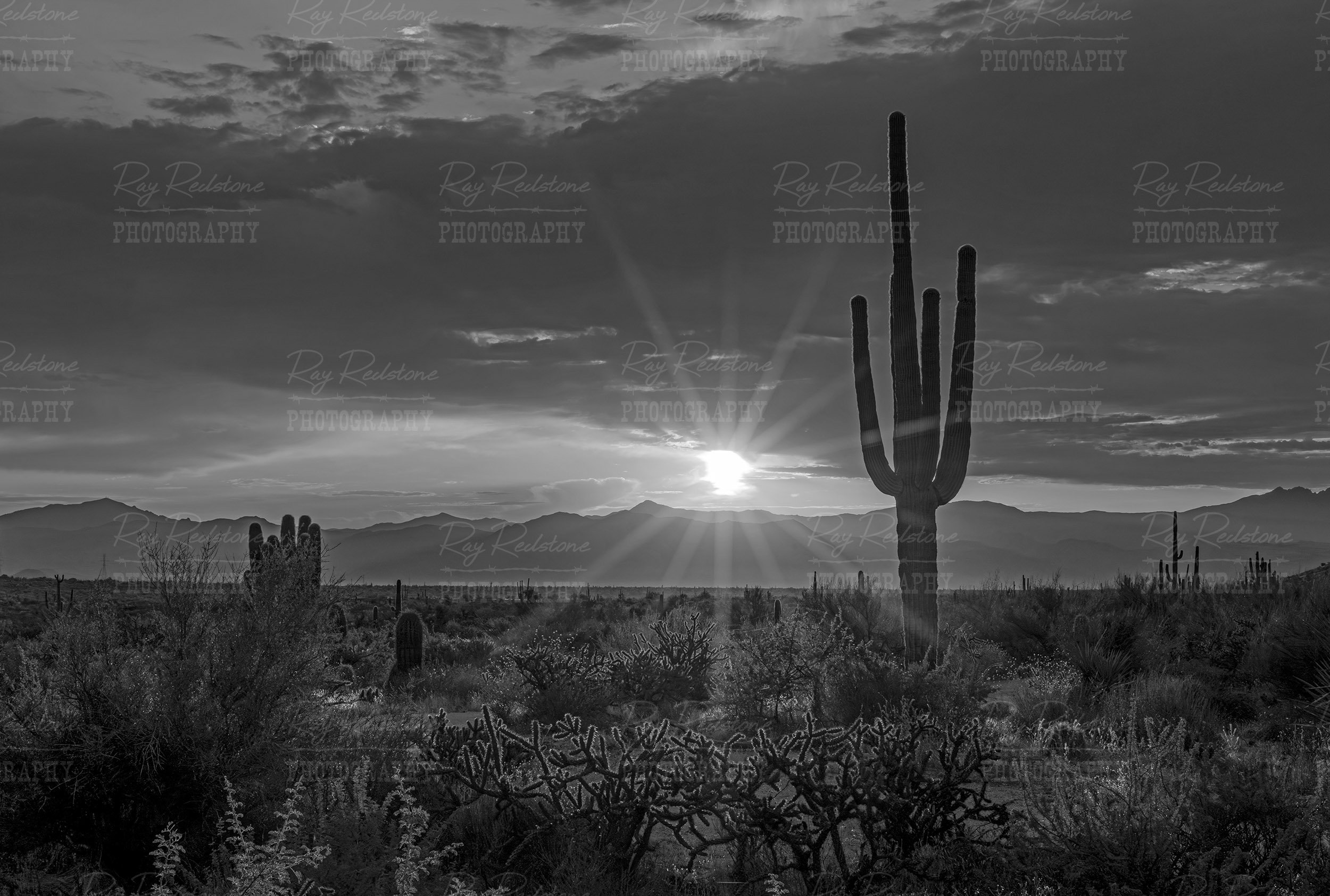Desert sunrise landscape with cactus in Arizona