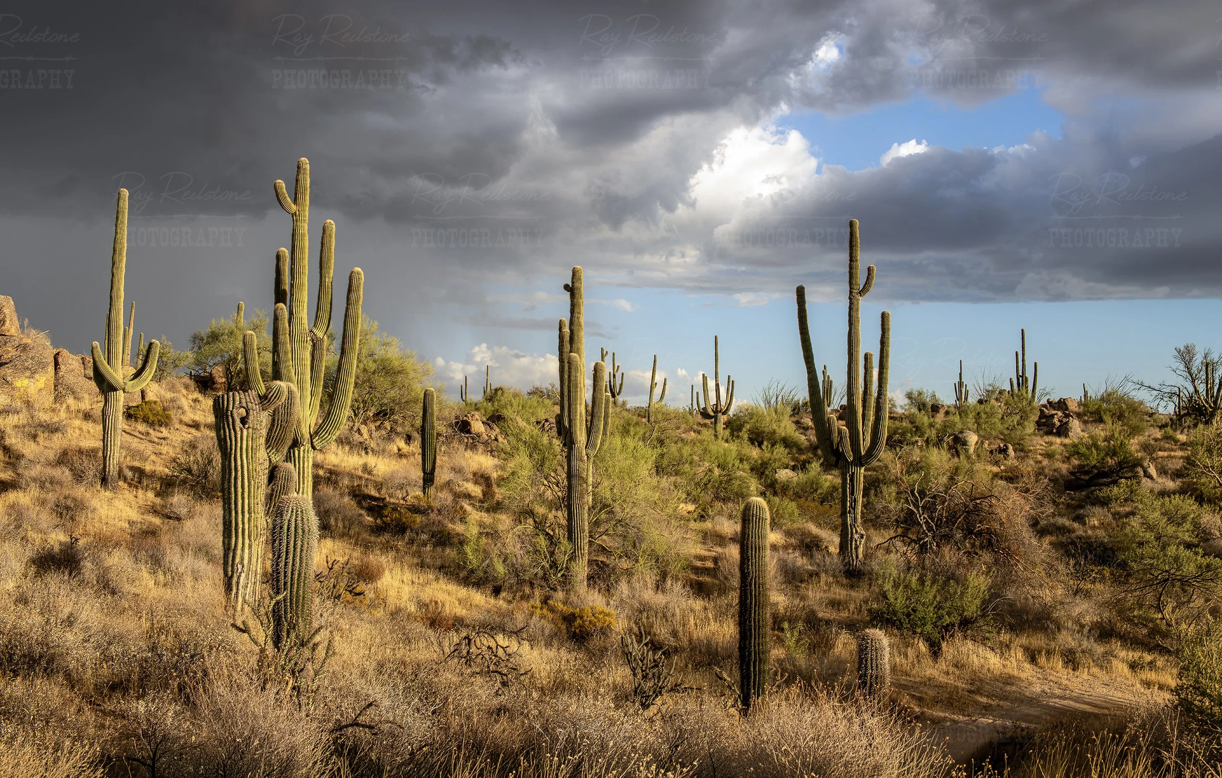 Wide Ratio Desert Landscape McDowell Sonoran Preserve