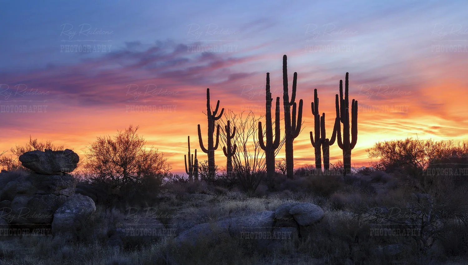 A Stand Of Saguaro Cactus At Sunrise Time In Scottsdale AZ