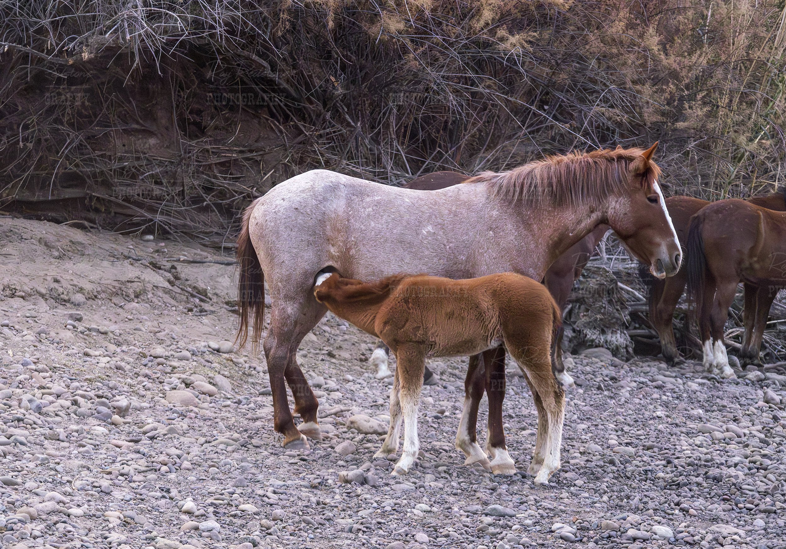 A Wild Horse Mare Nursing Her Foal On The Salt River In Arizona
