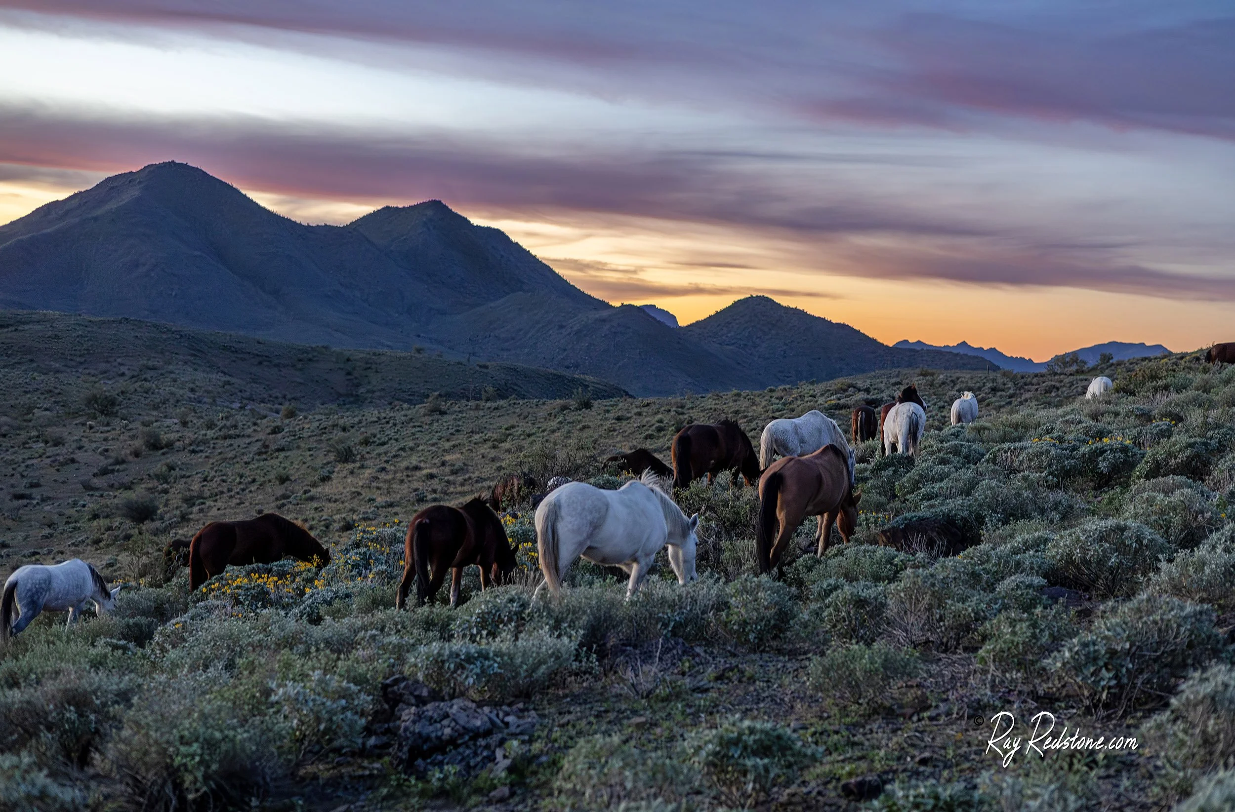 Wild horses grazing in the desert foothills with wildflowers blooming in AZ