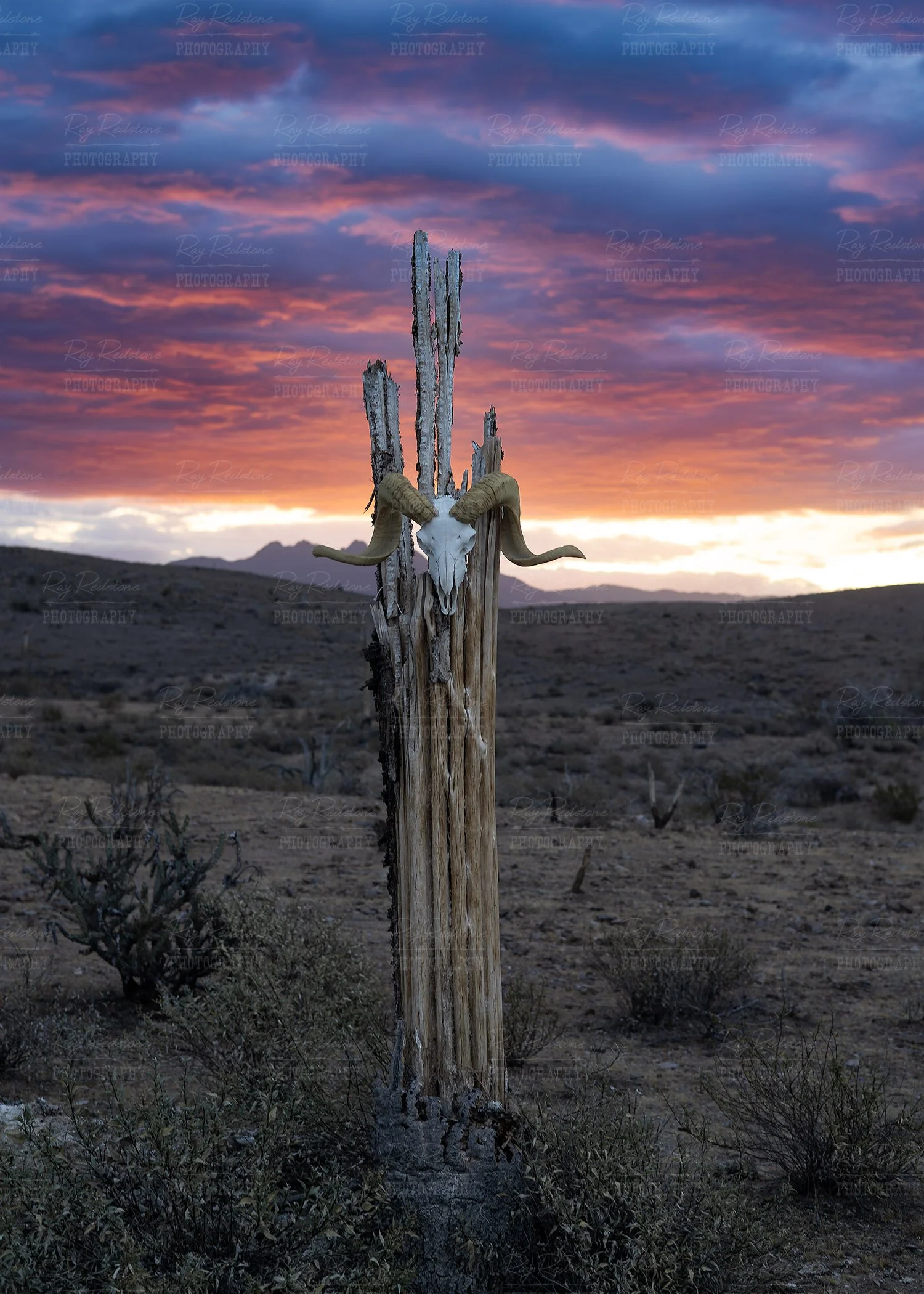 Bighorn Skull At Sunrise 
