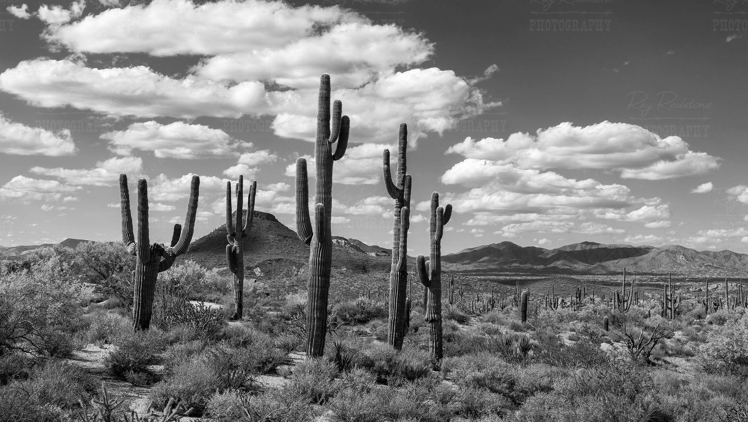 Black and White Saguaro Cactus Stand High-Res Digital Download