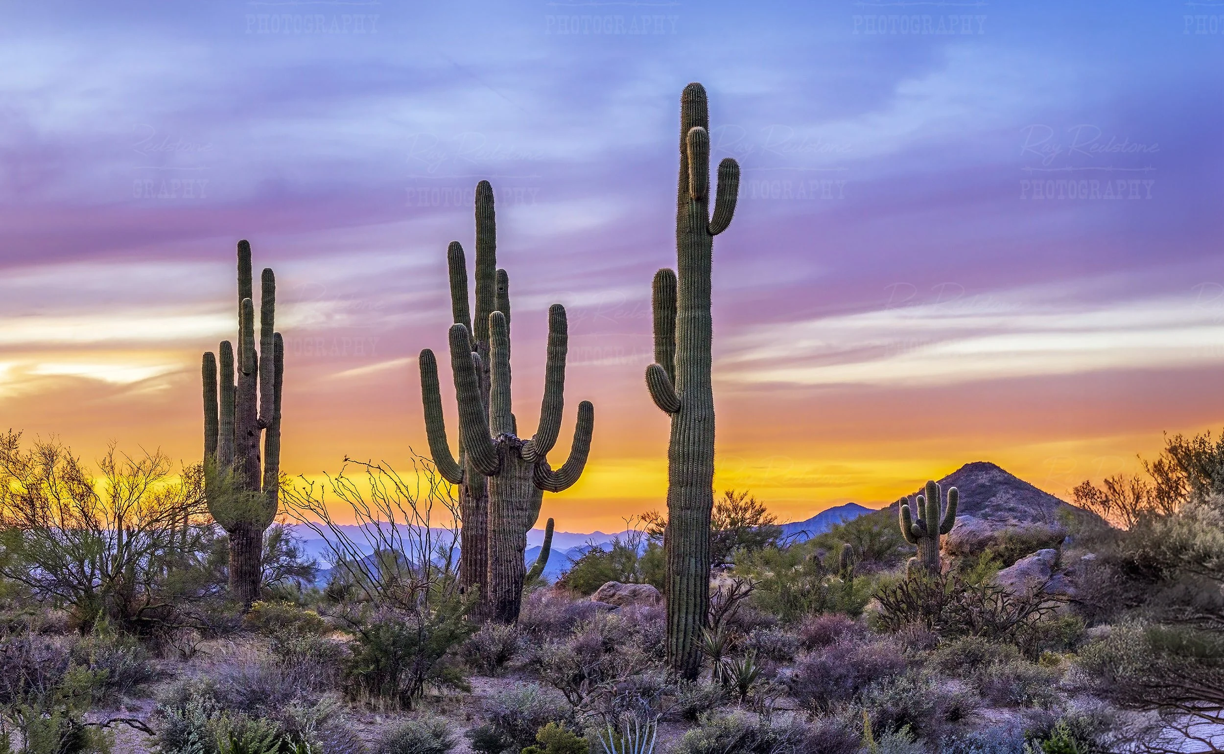 Cactus Stand At Sunset Time
