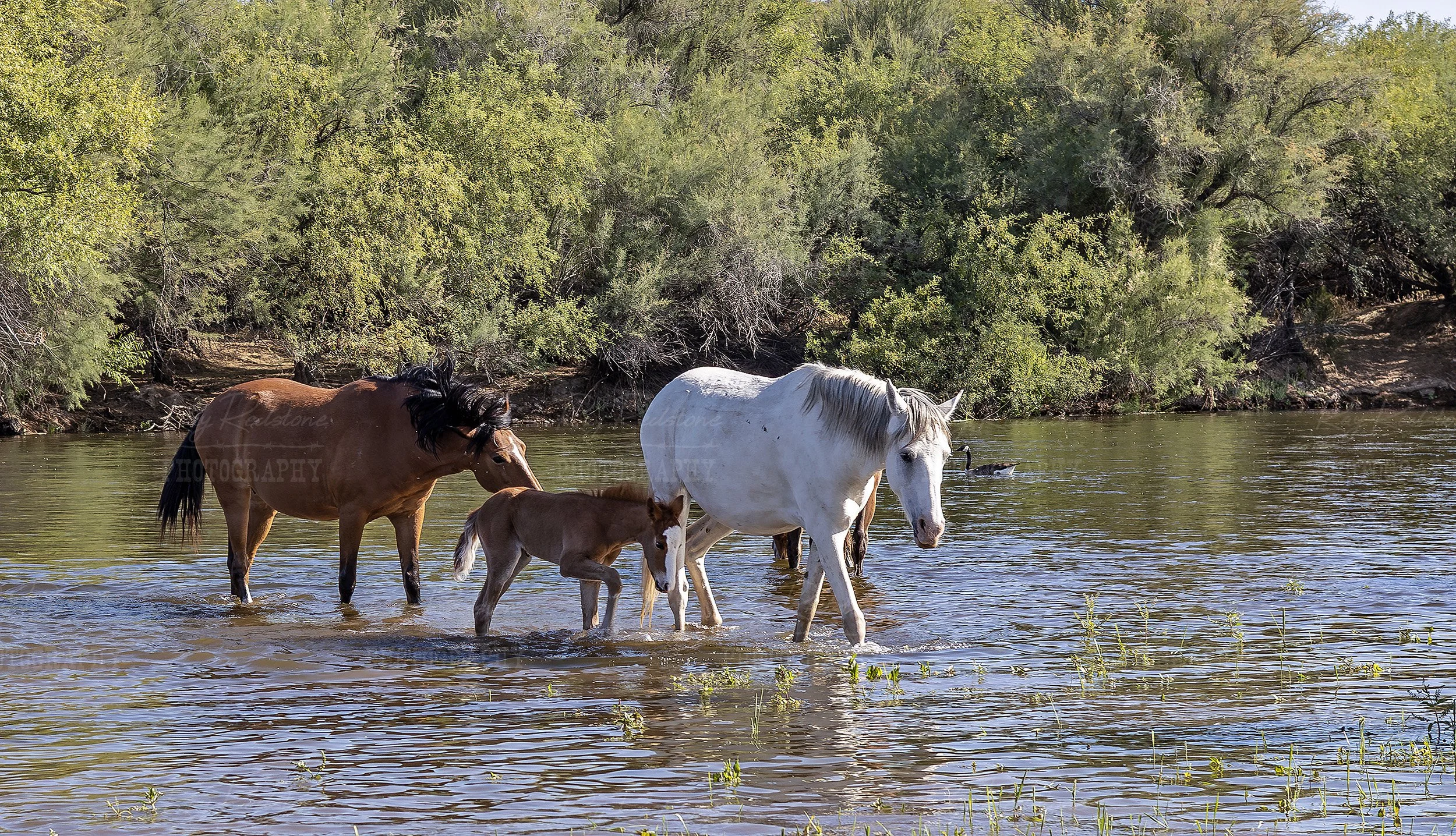 New 2026 Salt River Foal Cody Crossing River