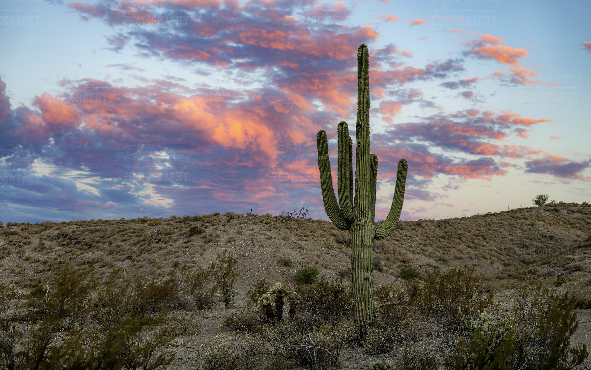 Desert Landscape Saguaro Cactus With Pink Color Clouds Behind It
