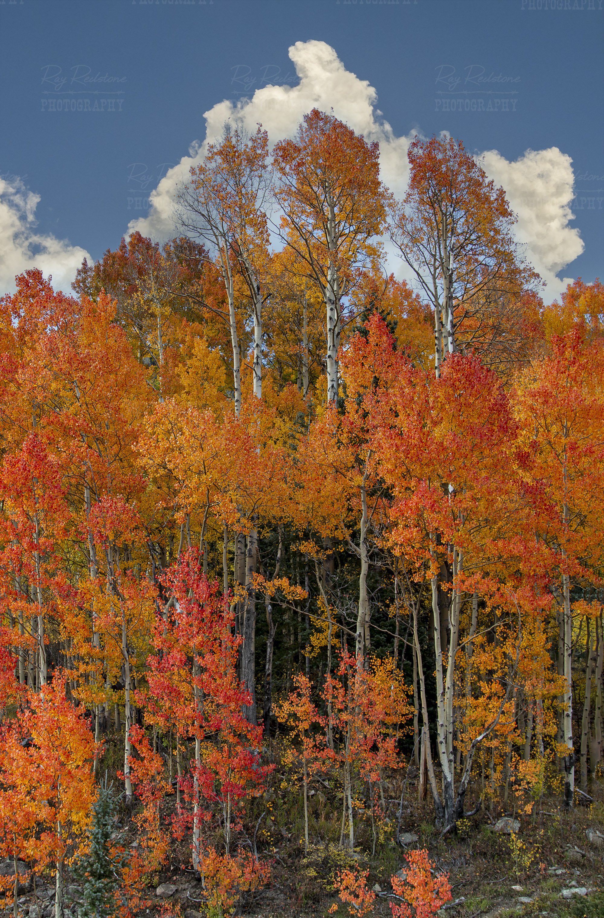 vertical-colorful-aspen-stand-colorado-2500-IMG_7735-Enhanced-NR.jpg