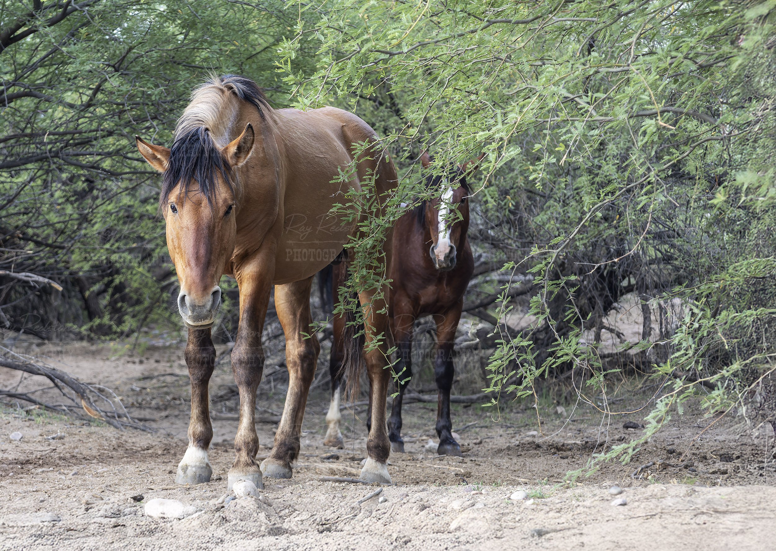 Wild Horse In The Tonto National Forest In Arizona