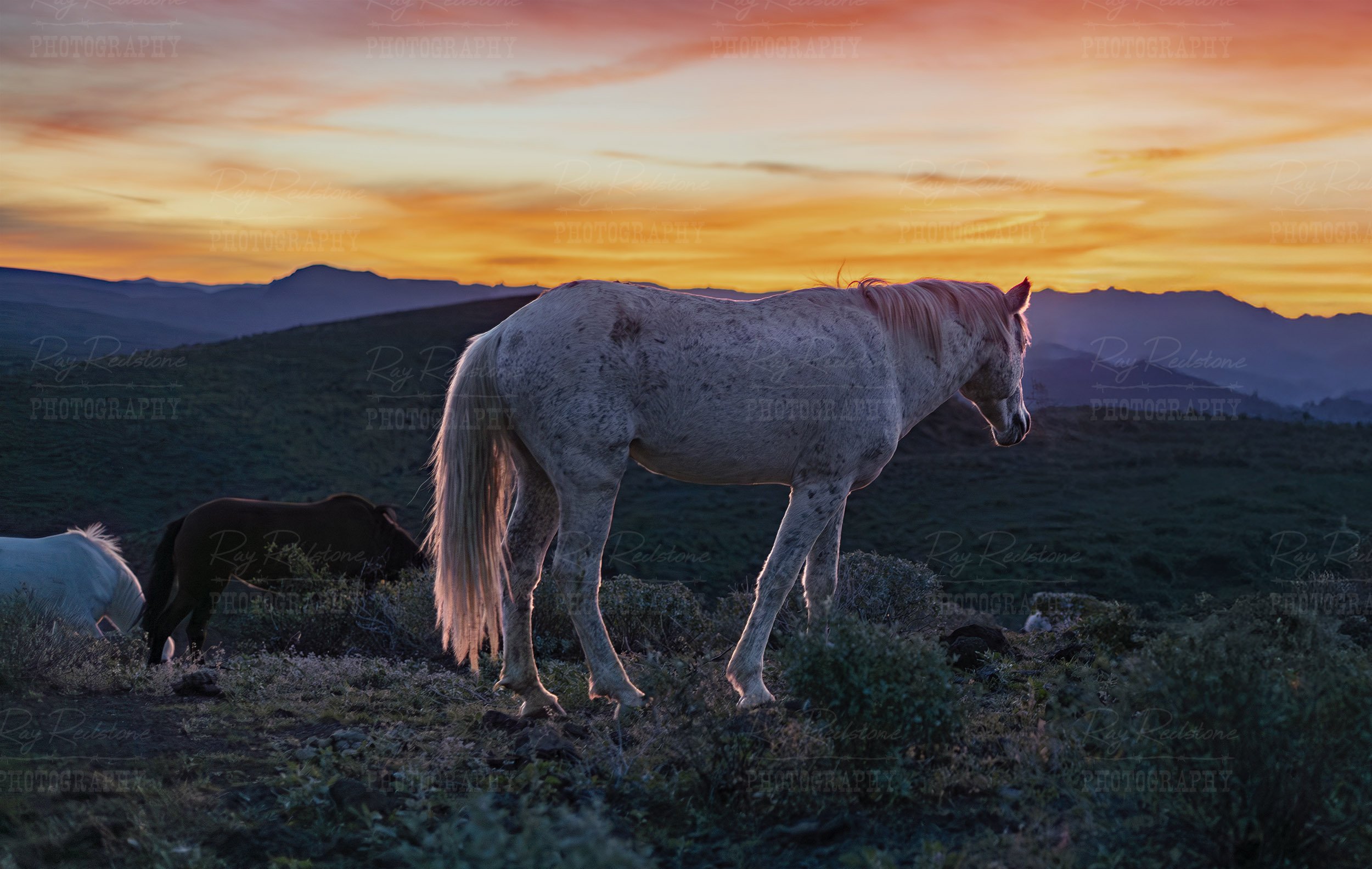 Grey Mustang Horse On Mountain Ridge At Sunrise