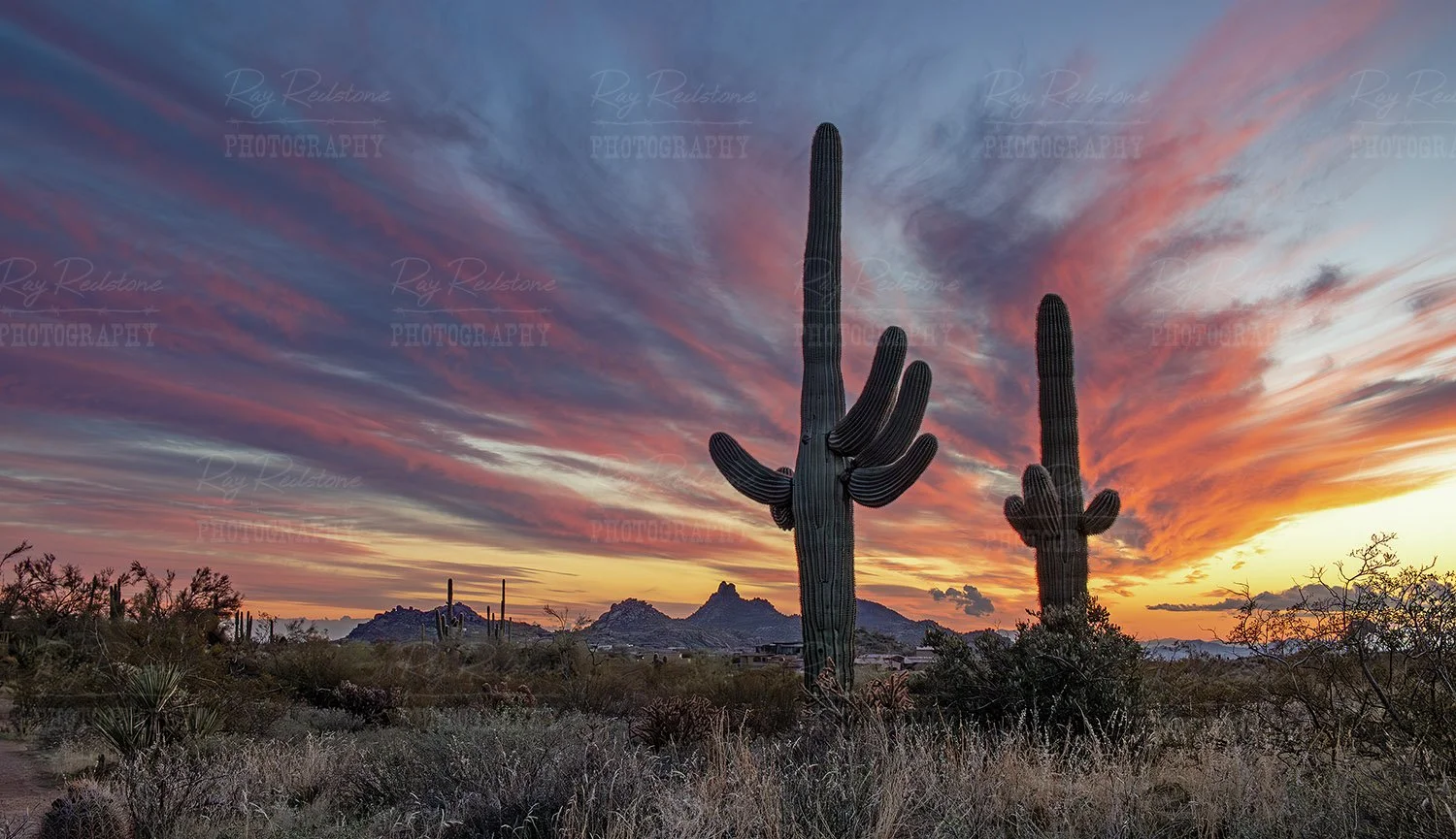 Two Saguaro Cactus Sunset 