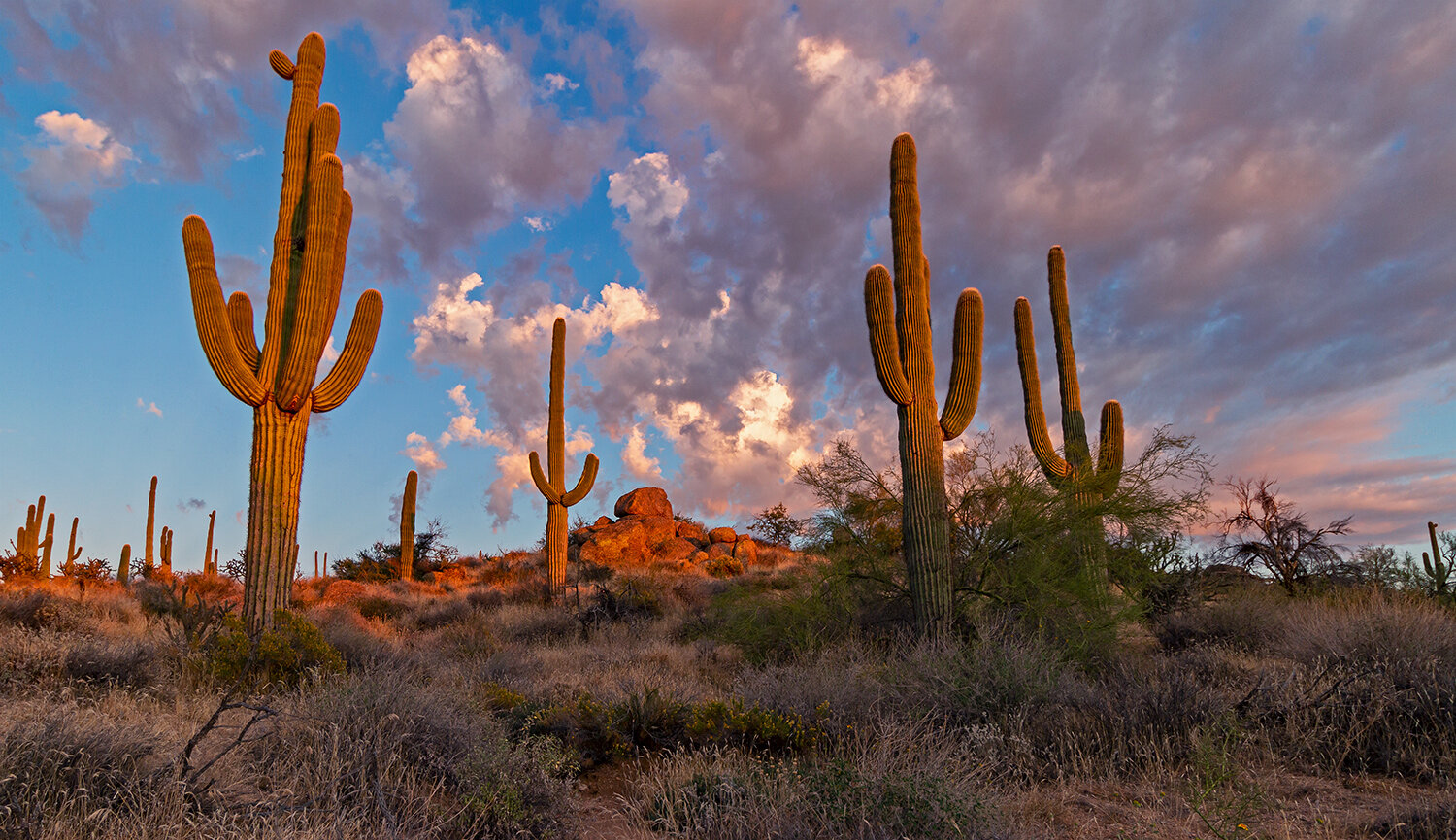 Southwest USA Cactus Stock Images, Photos | Photography