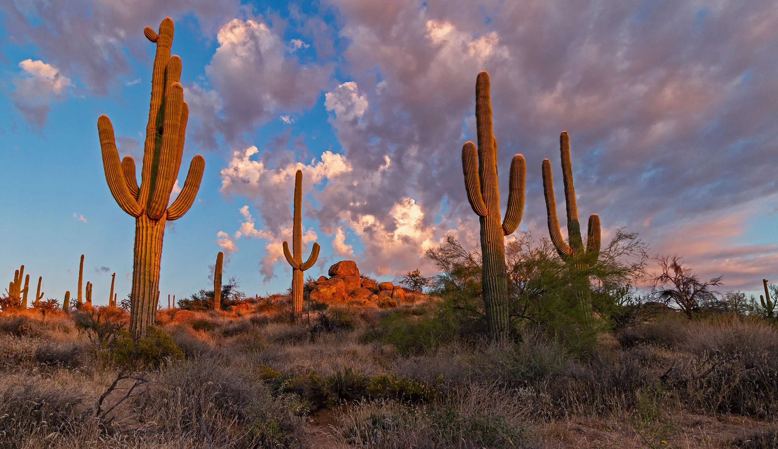 Southwest Cactus Stock Images For Sale Saguaro Cactus Photos, Pictures