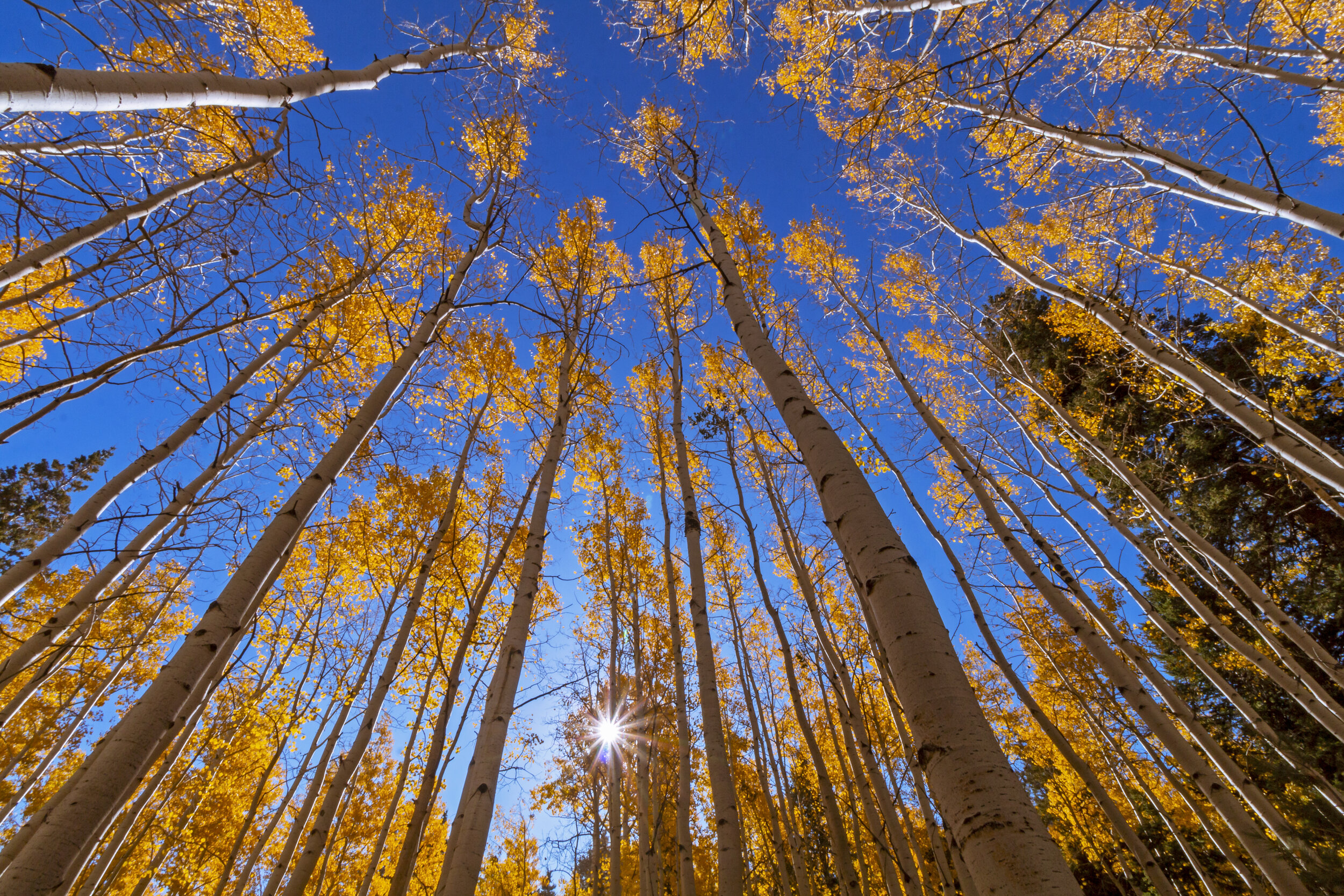 Vertical Aspens At Fall