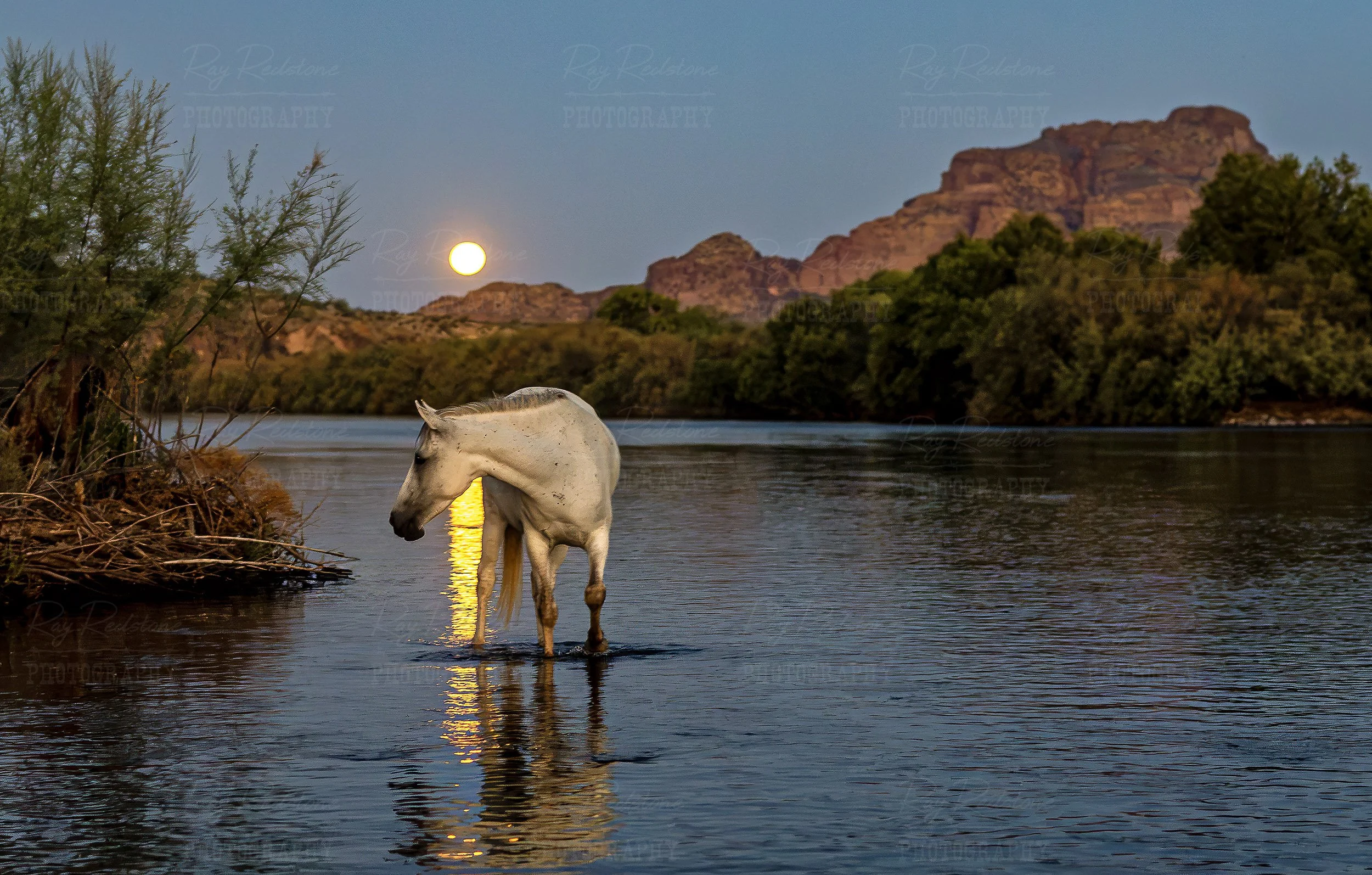White Wild Salt River Horse In The Moonlight